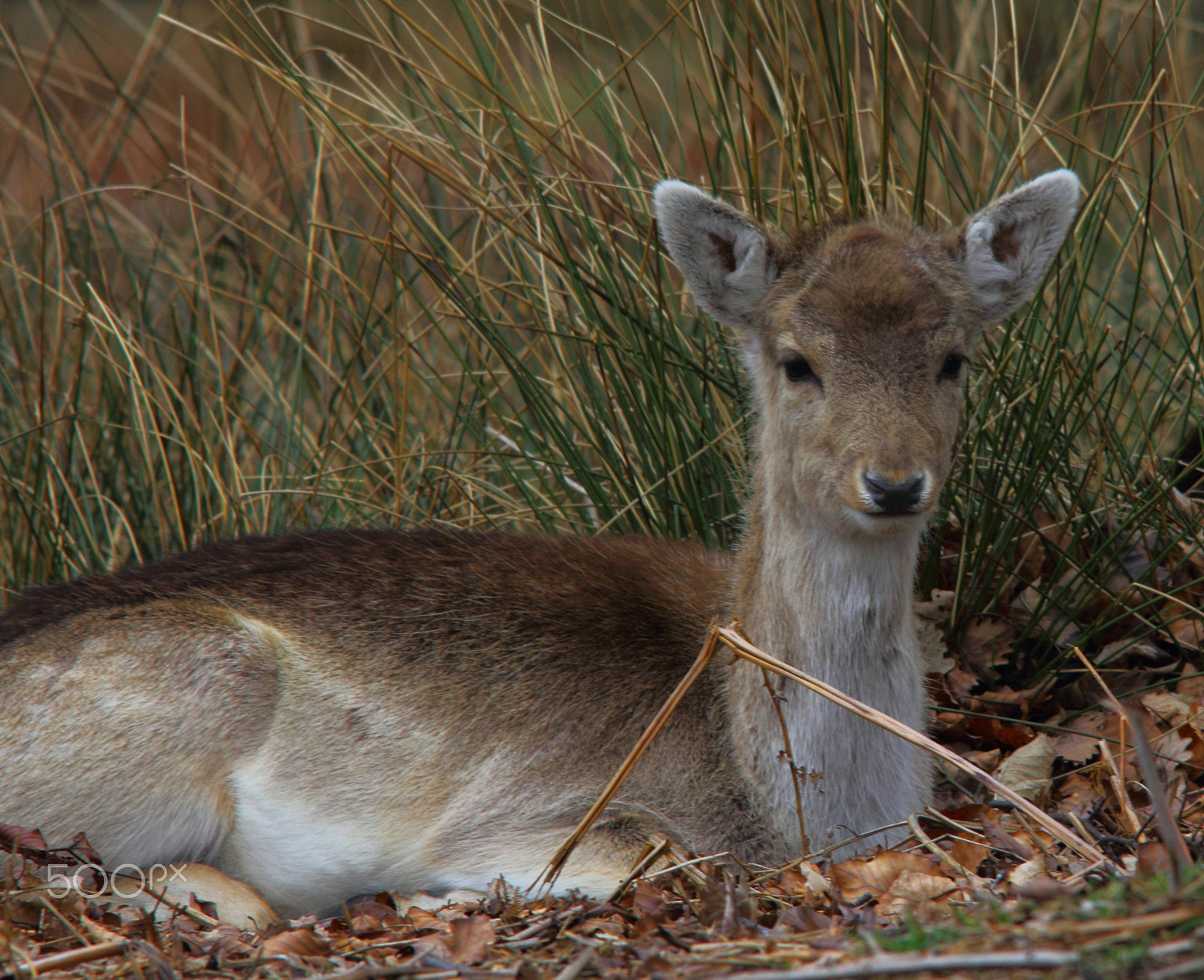 Canon EOS 60D + Sigma 150-500mm F5-6.3 DG OS HSM sample photo. Fawn photography