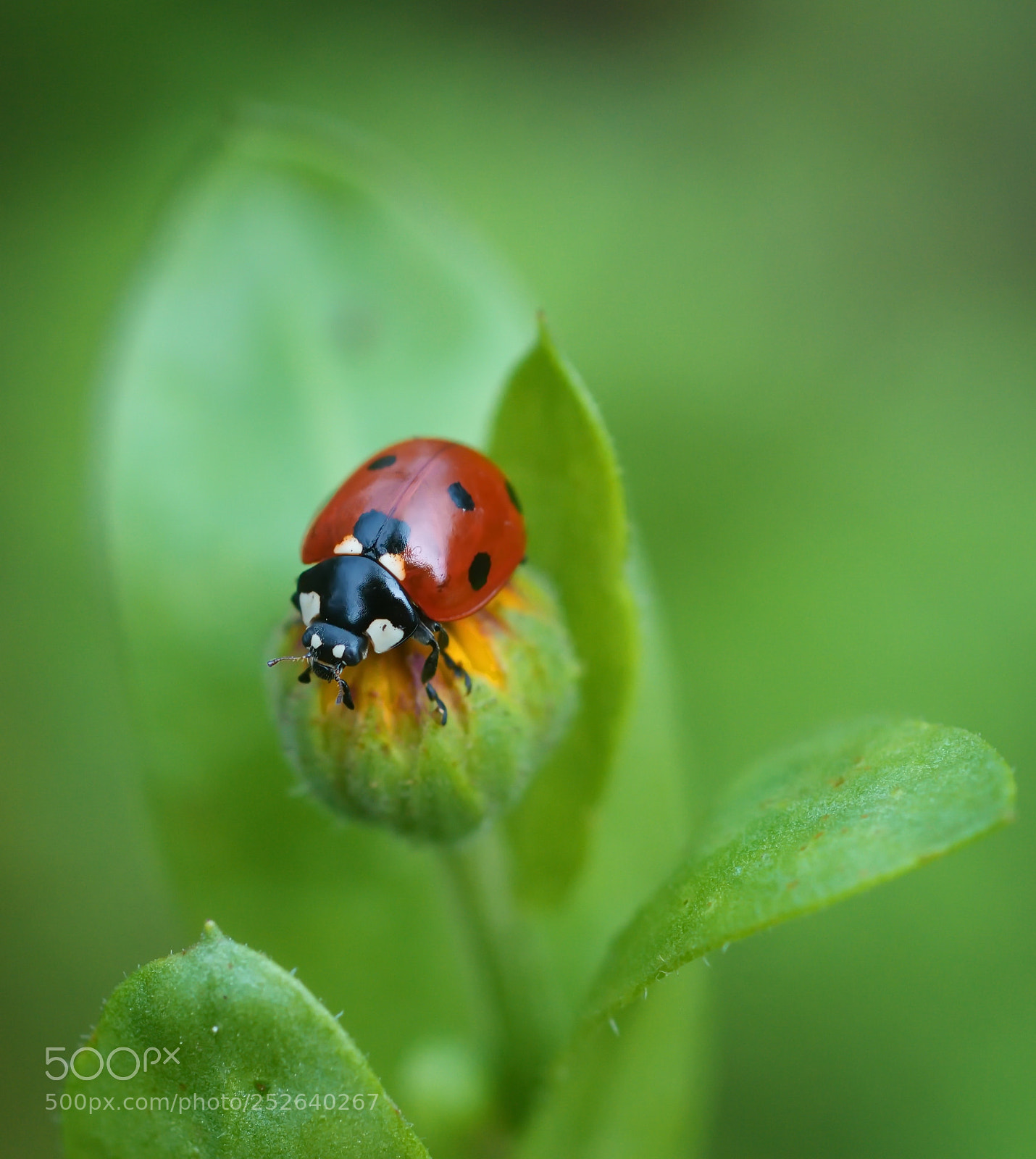 Nikon D300S sample photo. Ladybird photography