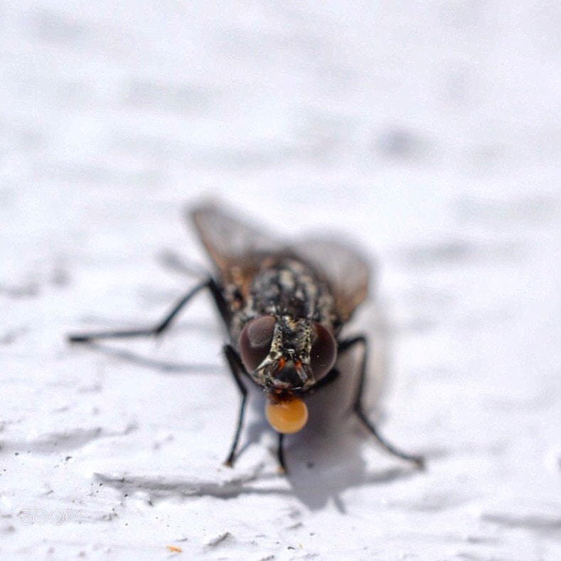 Nikon D5300 sample photo. Satisfied little fly photography