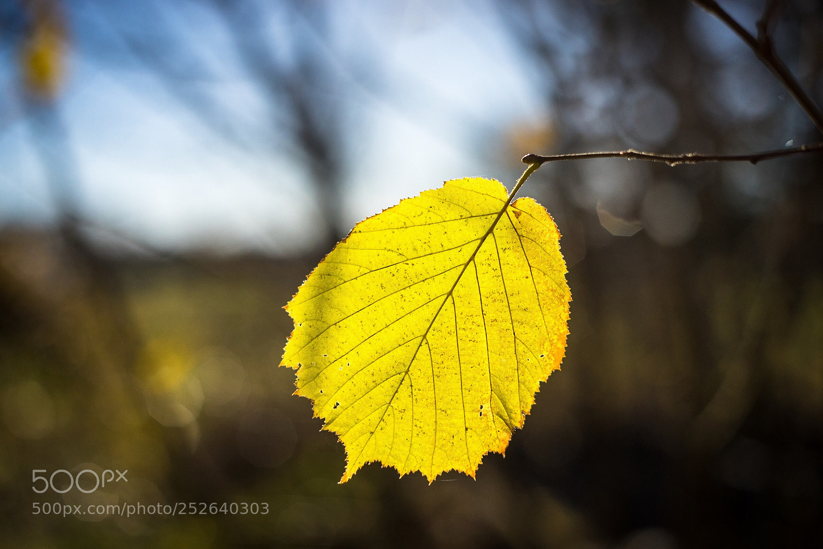Sony a7R sample photo. Leaf  photography