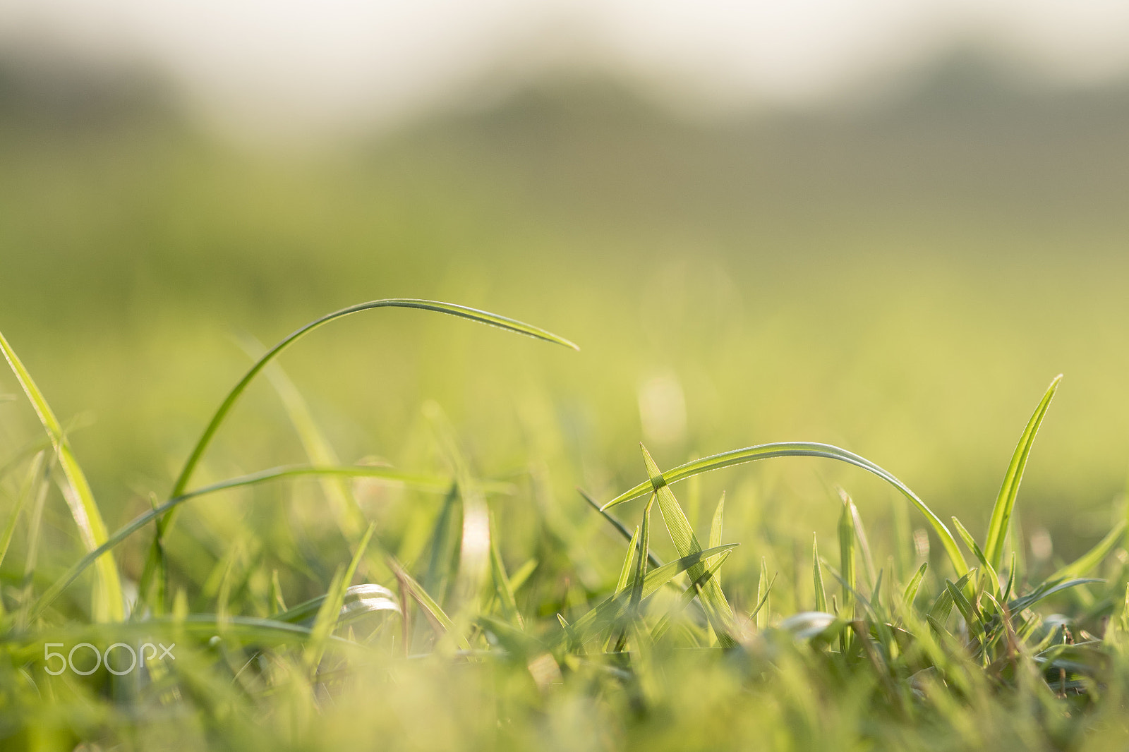 Fujifilm X-A2 sample photo. Blur natural and light background in the park. photography