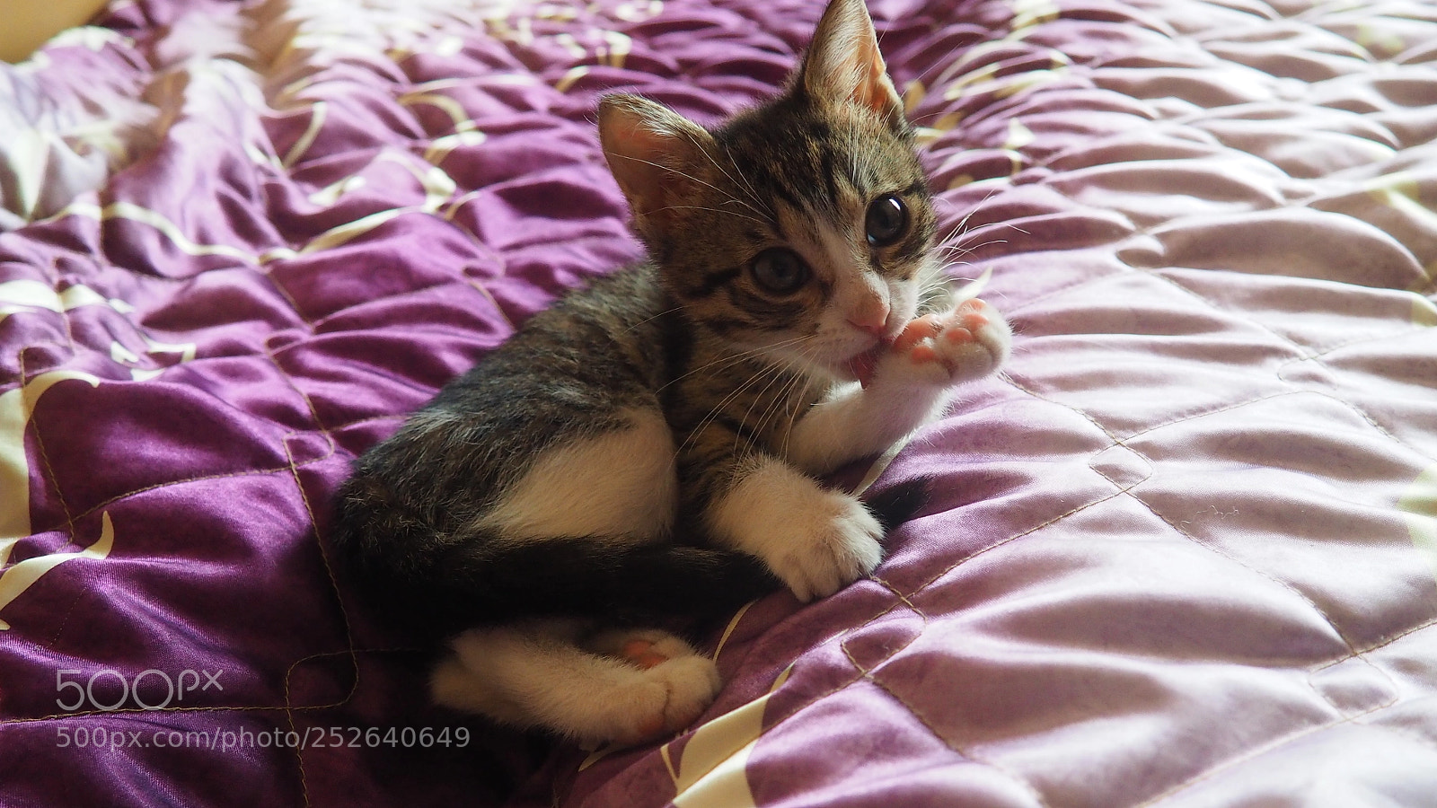 Olympus OM-D E-M10 II sample photo. Kitty on the bed photography
