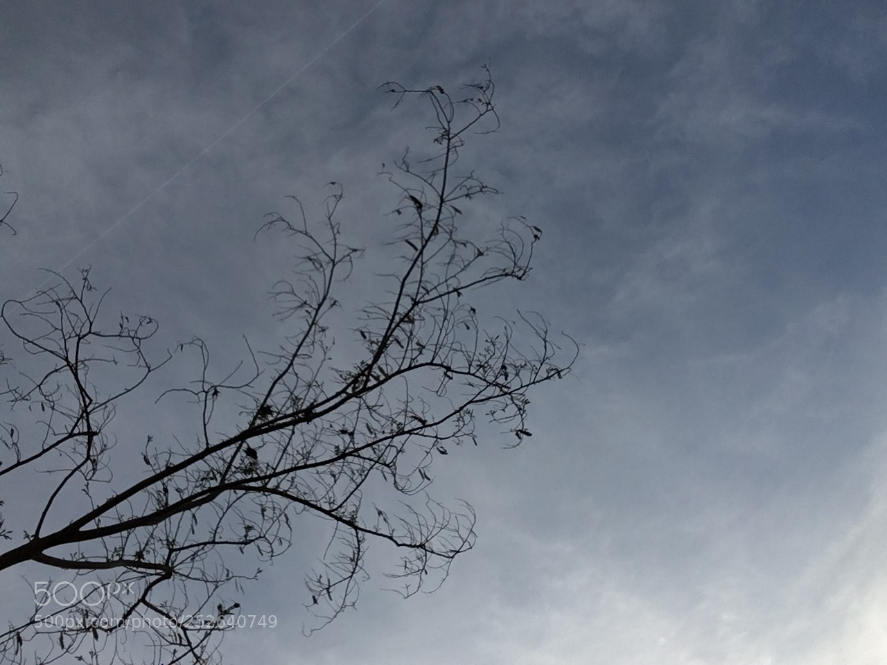 Apple iPhone SE sample photo. Darken tree photography