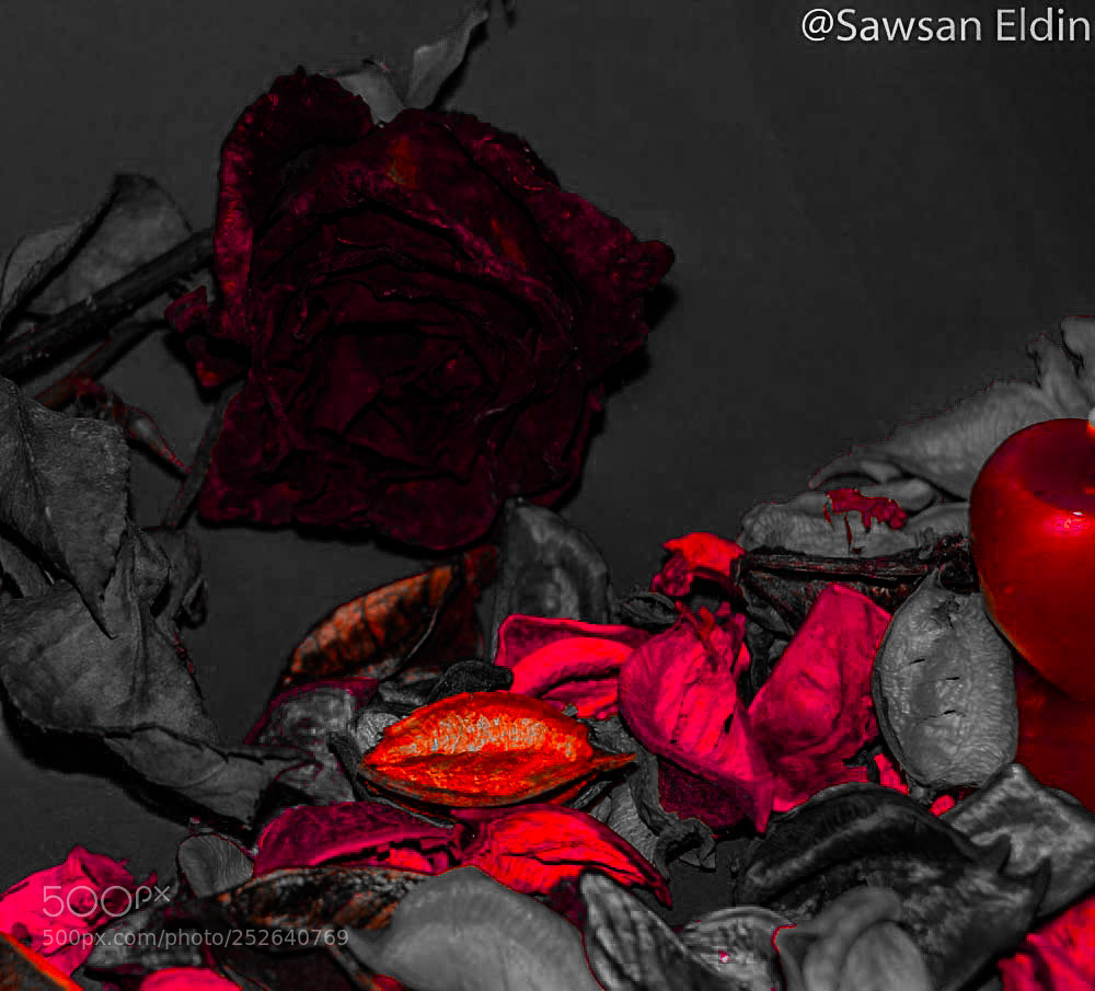 Canon EOS 70D sample photo. Untitled photography