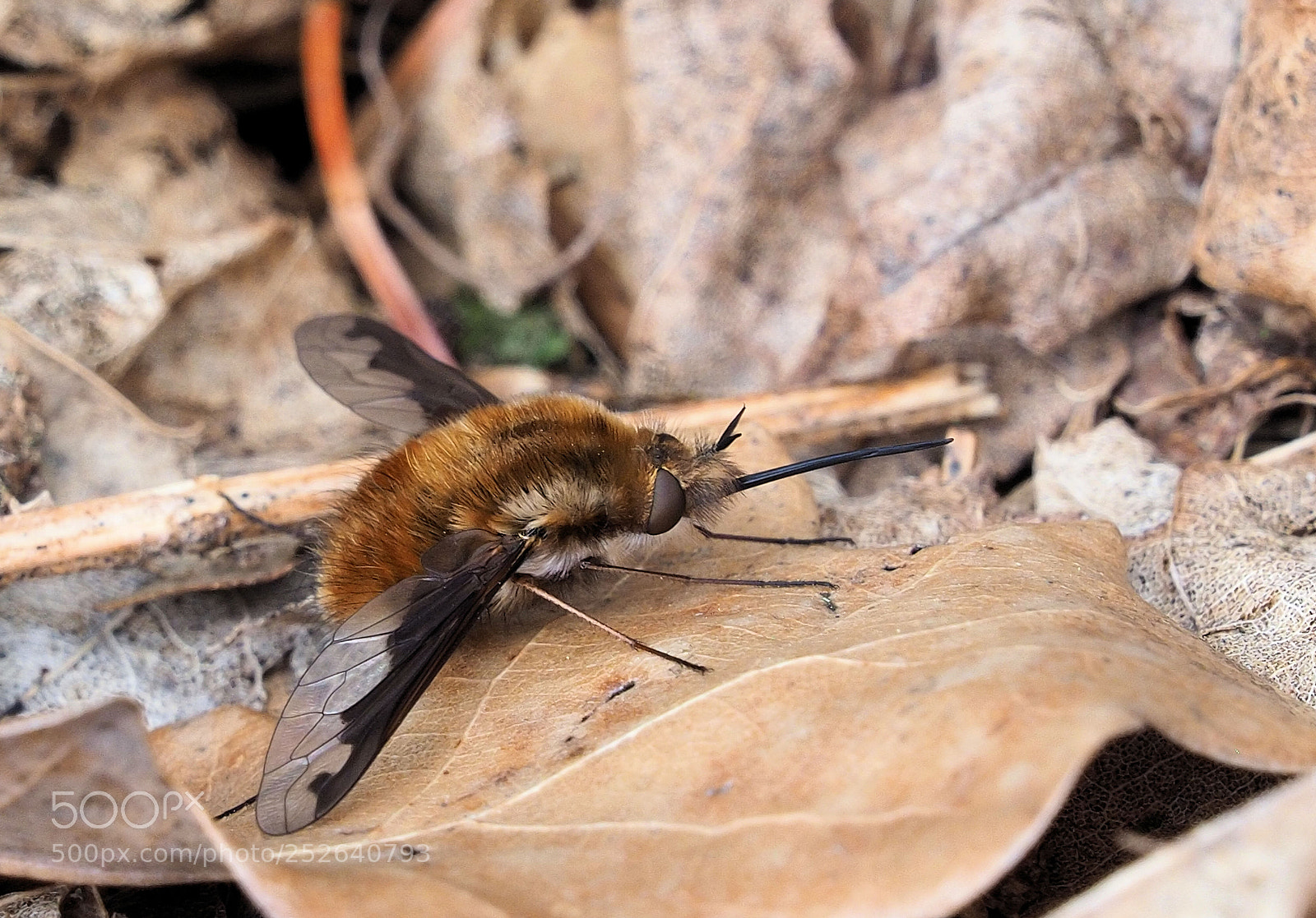Olympus OM-D E-M1 Mark II sample photo. Bombylius major photography