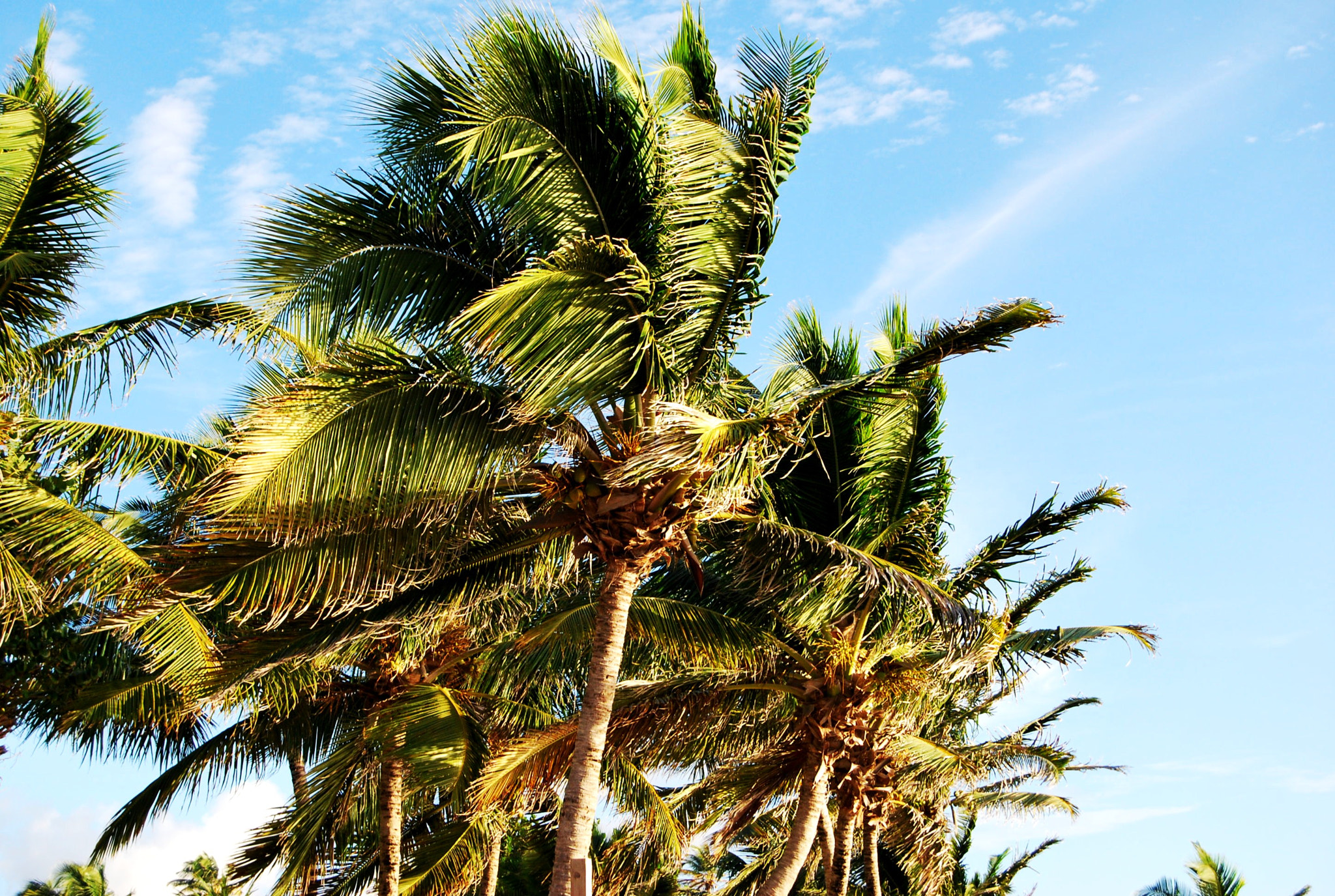 Nikon D60 sample photo. Tropical sky photography
