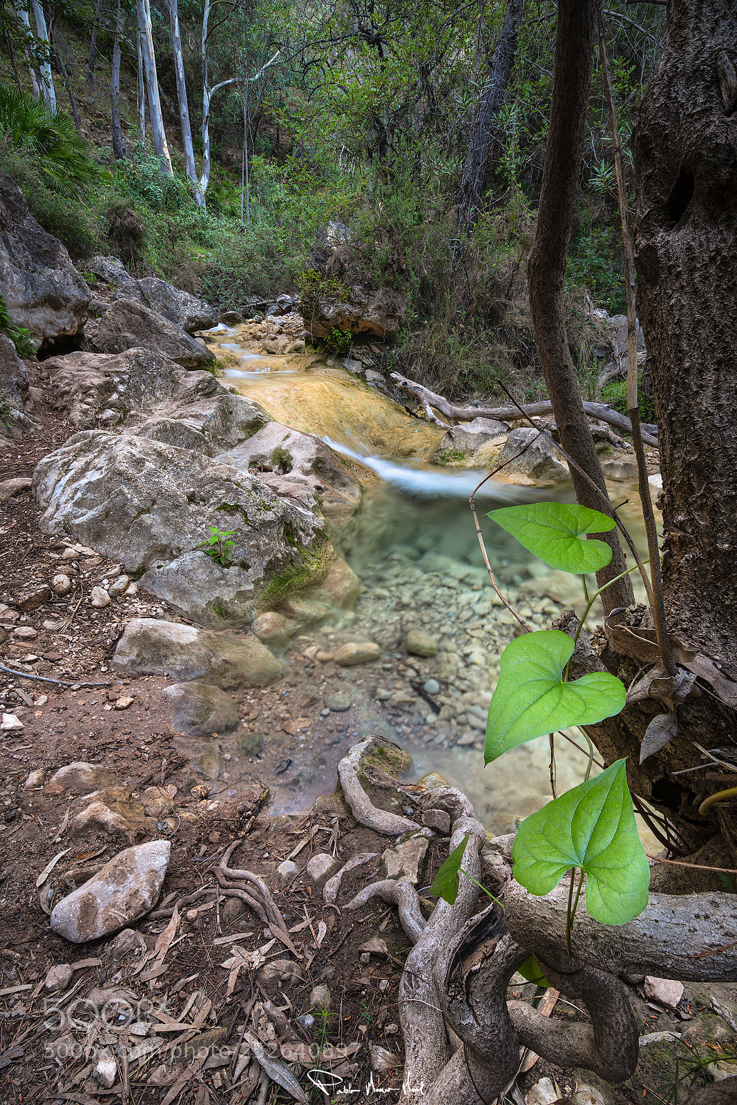 Nikon D810 sample photo. Three of a kind photography
