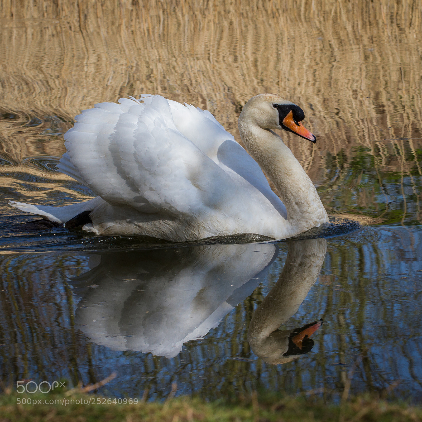 Canon EOS 7D sample photo. Mute swan and reflections photography