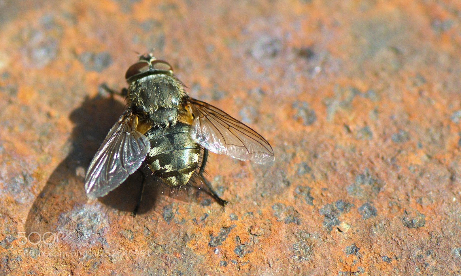 Nikon D7000 sample photo. Fly photography