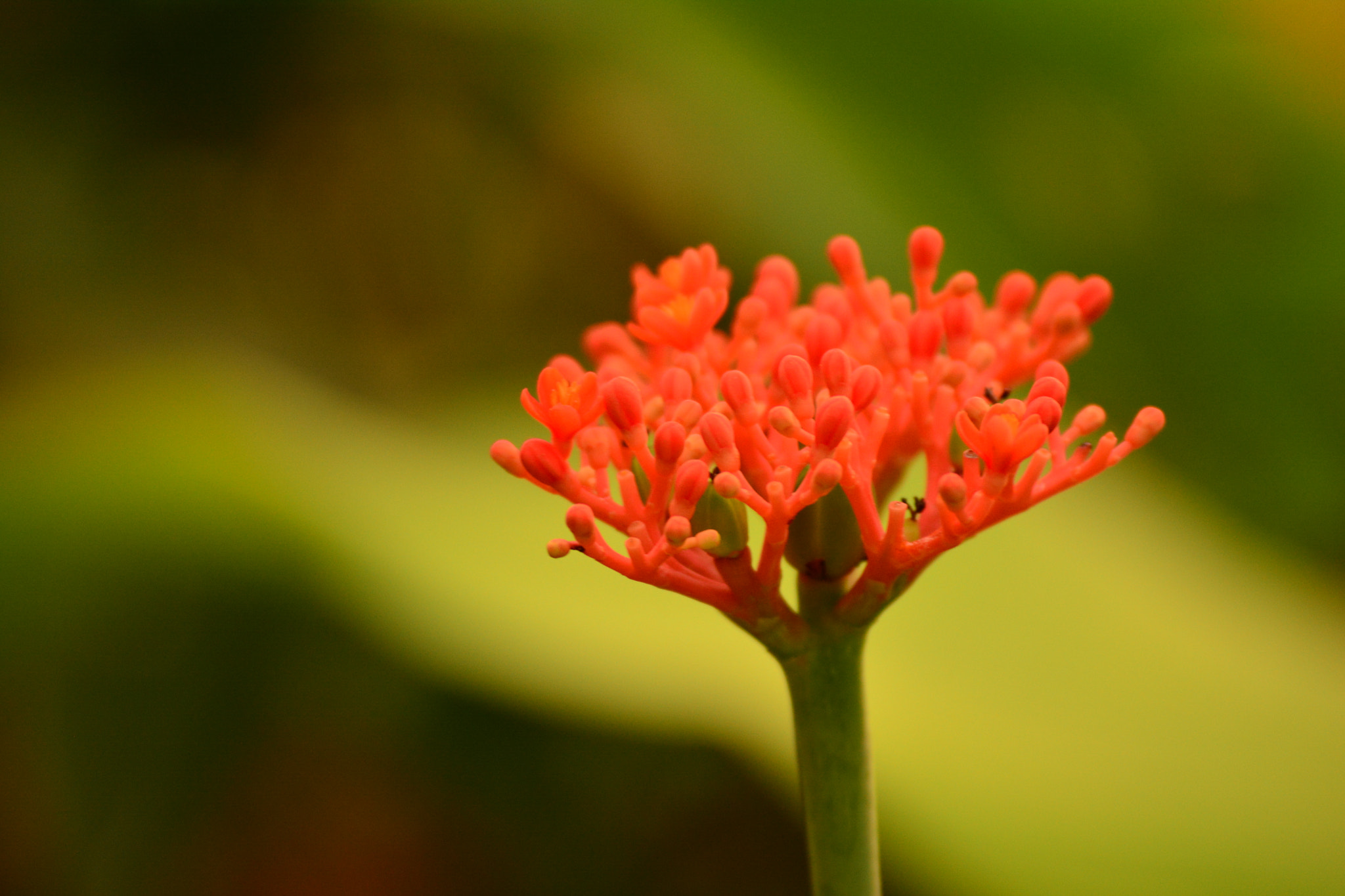 Nikon D5200 sample photo. Can you see me? photography