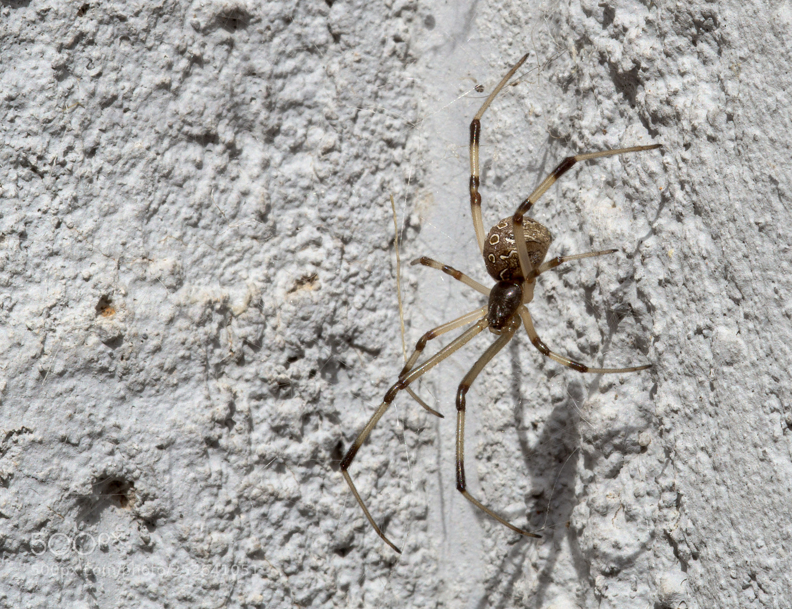 Sony a6000 sample photo. Latrodectus geometricus (brown widow) photography