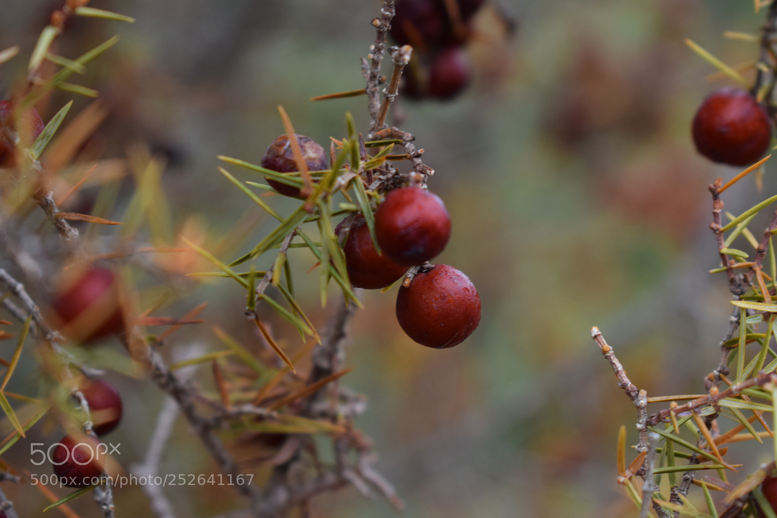 Nikon D3300 sample photo. Colours photography