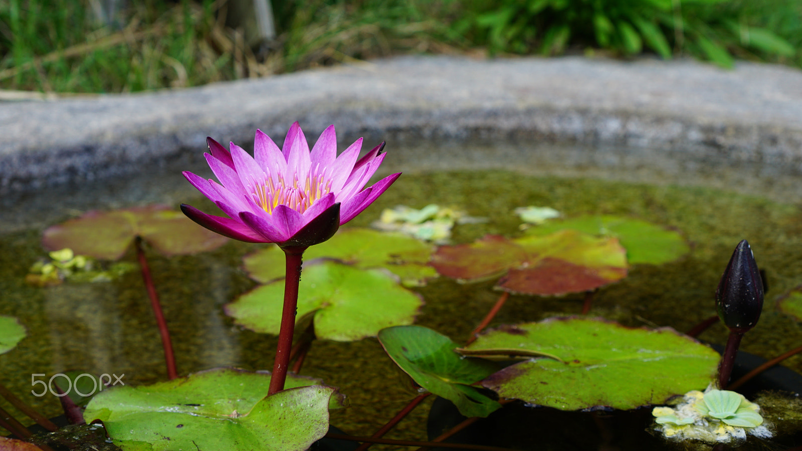 Sony E 35mm F1.8 OSS sample photo. Pink water lily (nymphaea) photography
