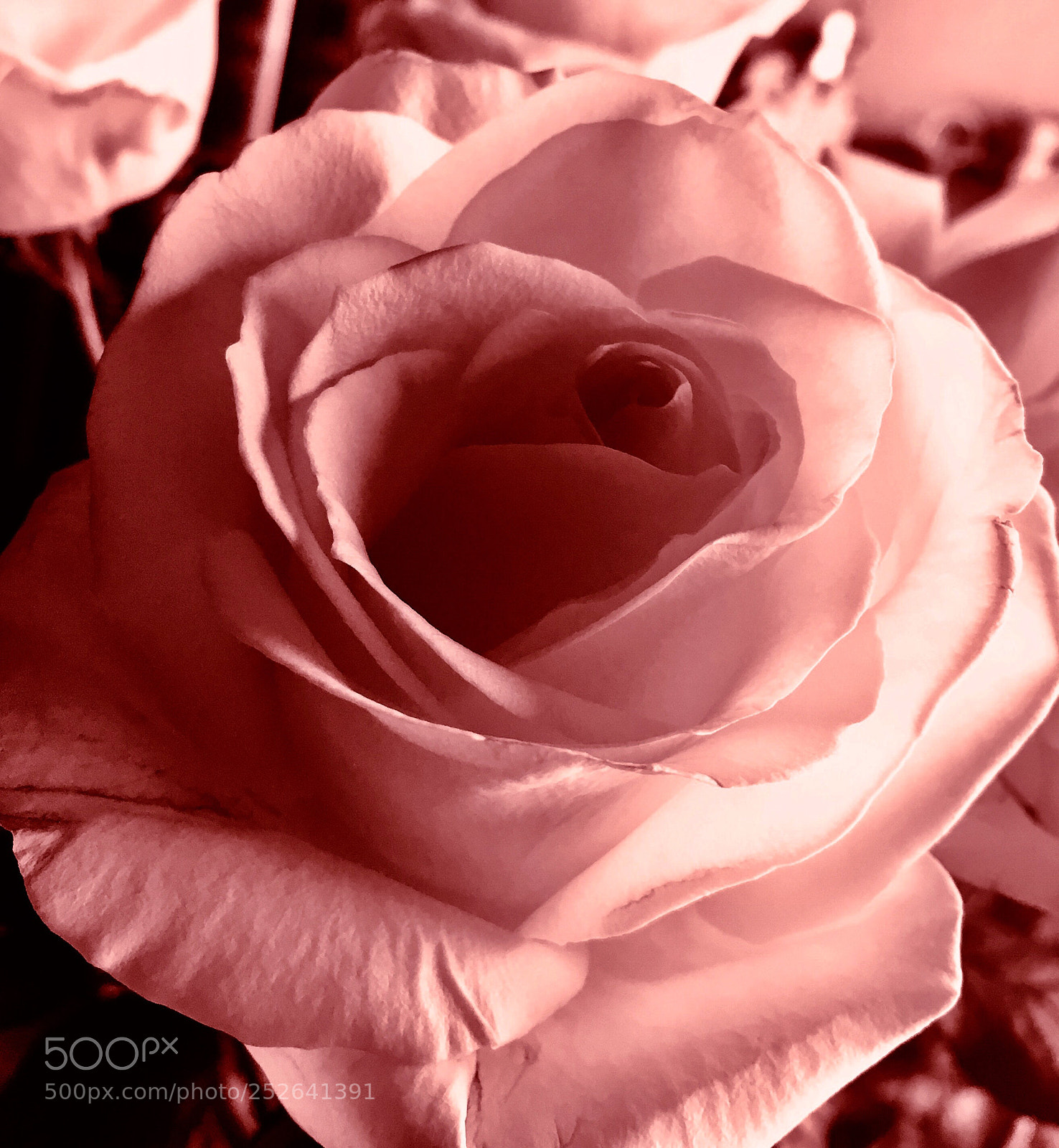 Apple iPhone 6s sample photo. Rosa rose photography