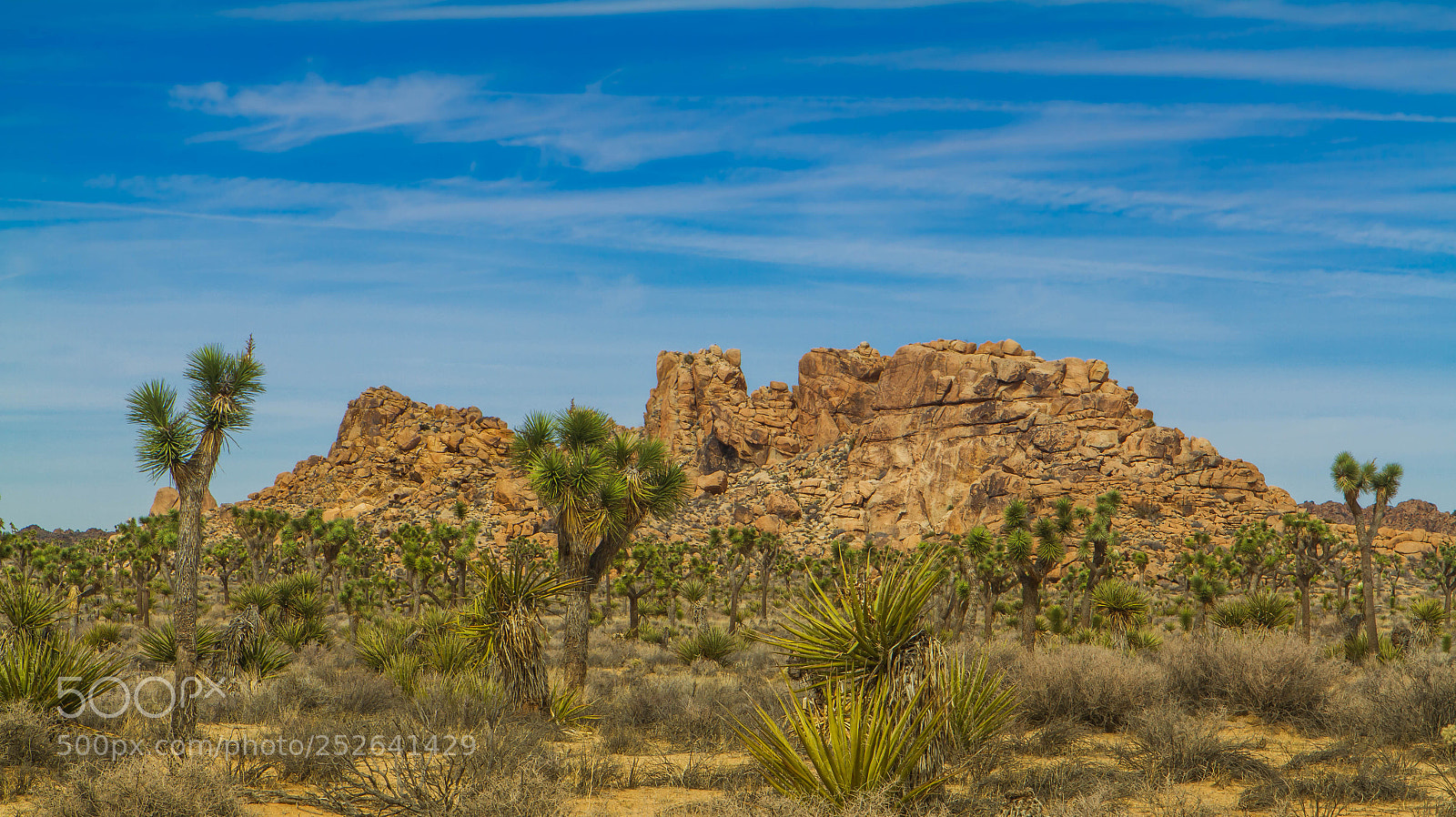 Canon EOS 7D sample photo. Joshua tree photography