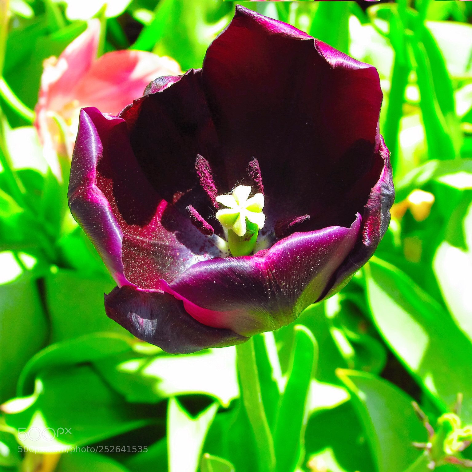 Canon PowerShot SX400 IS sample photo. Flower garden in amsterdam photography