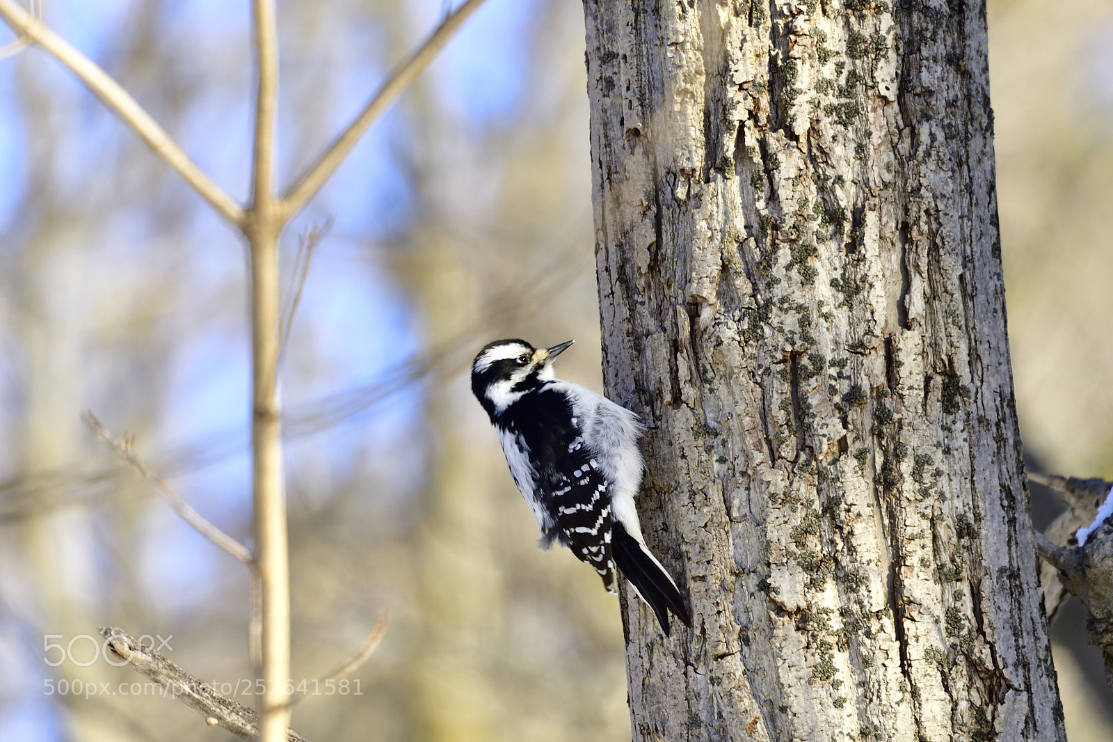 Nikon D500 sample photo. Woody photography