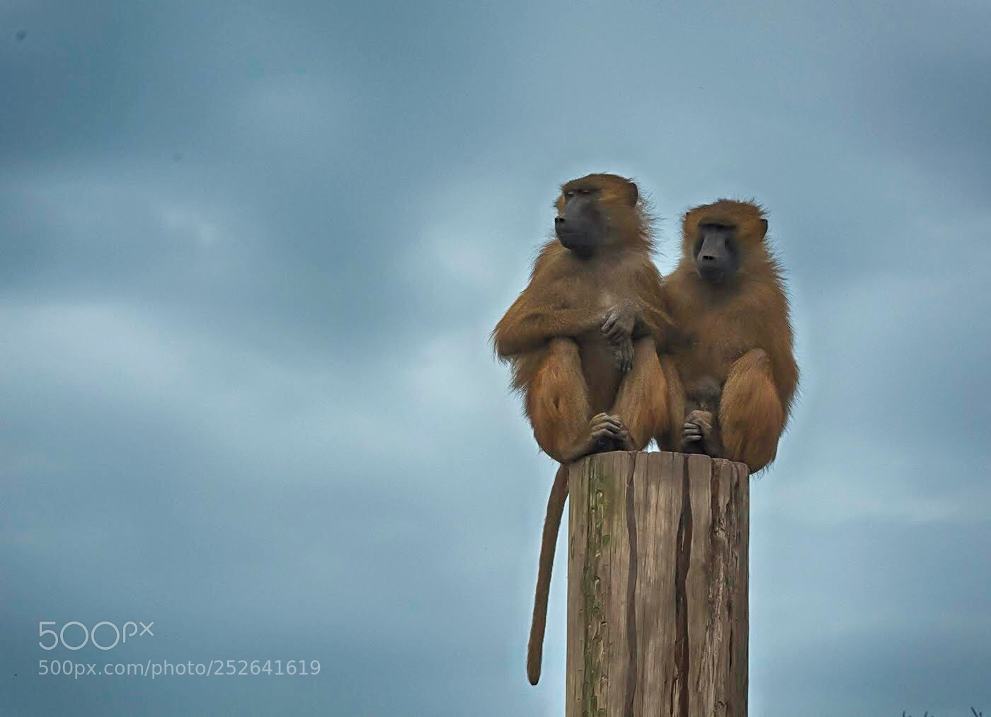 Nikon D7100 sample photo. Keeping guard photography