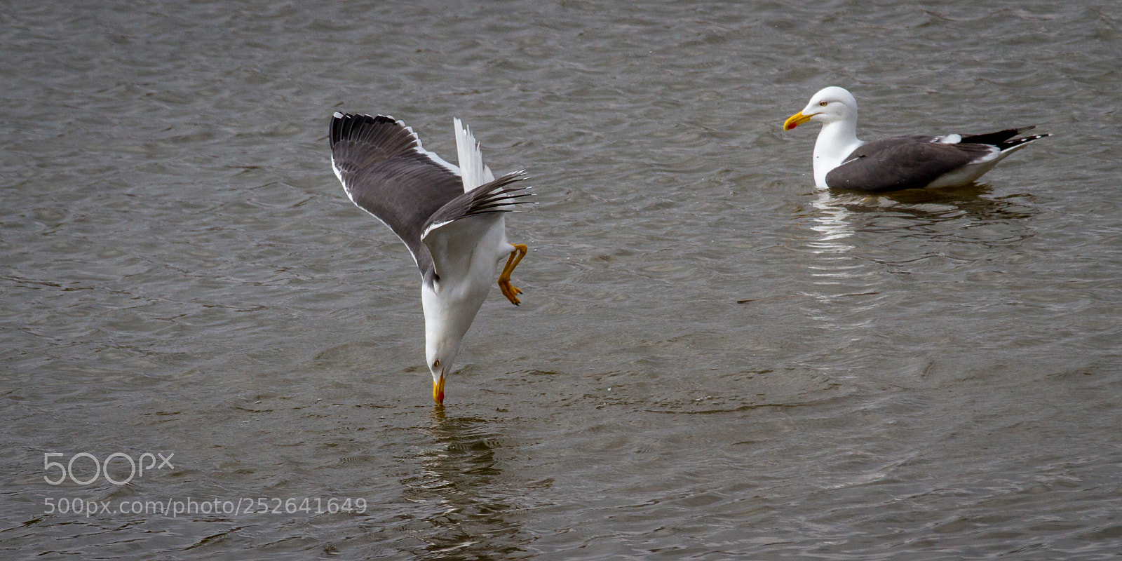 Canon EOS 7D sample photo. Lesser black backed gull photography