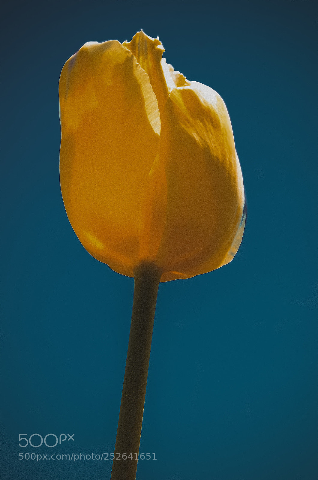 Nikon D7000 sample photo. Yellow flower flower photography