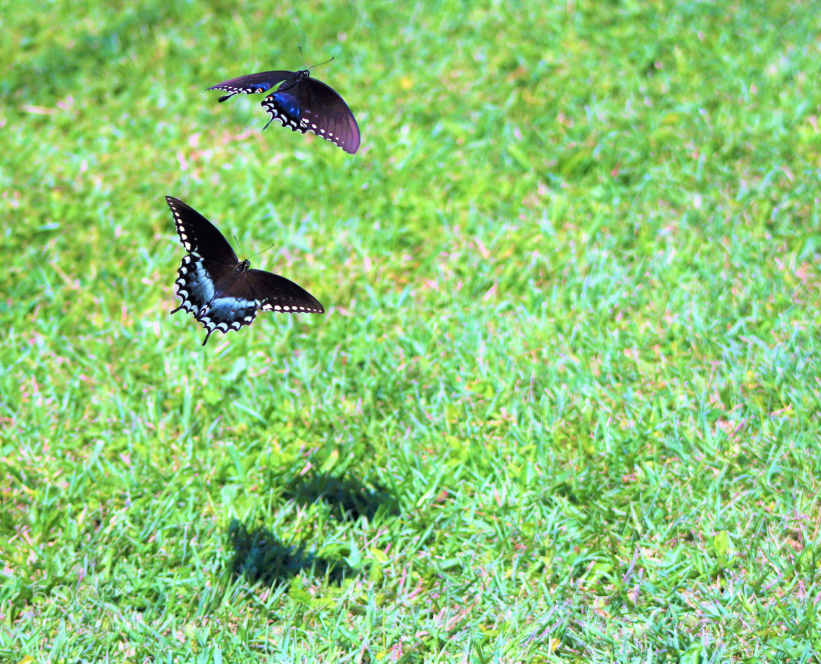 Canon EOS 760D (EOS Rebel T6s / EOS 8000D) sample photo. It s safer to photography