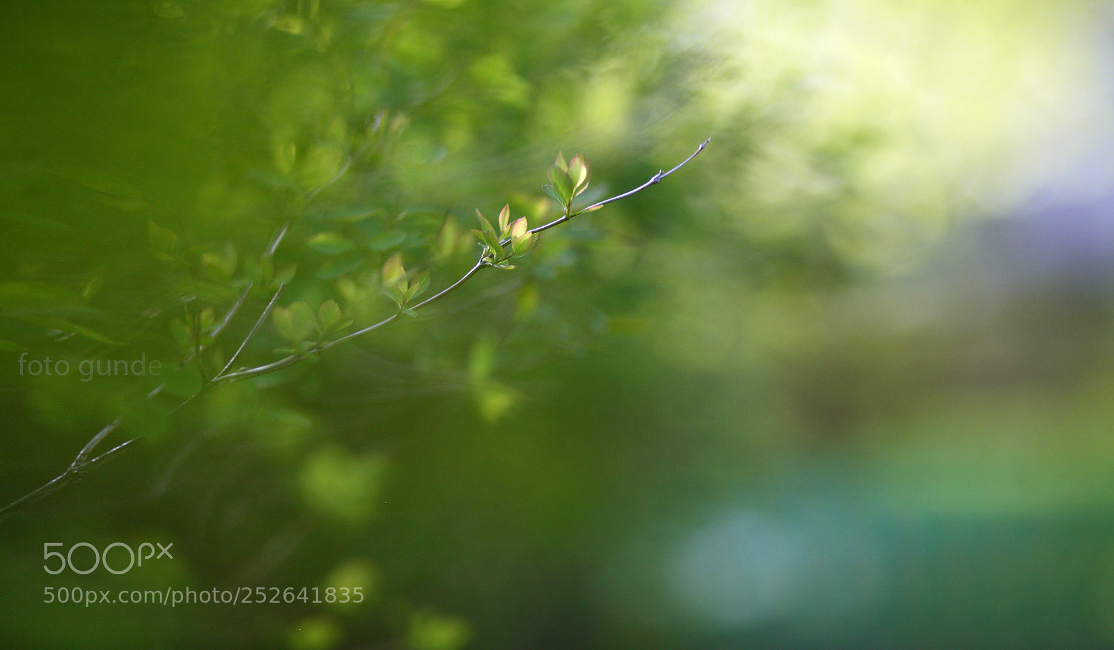 Canon EOS 5D sample photo. Soon green photography