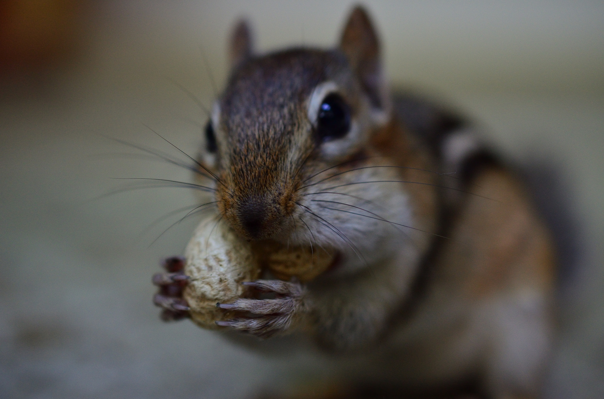 Nikon AF-S DX Micro Nikkor 40mm F2.8 sample photo. Stuffed photography