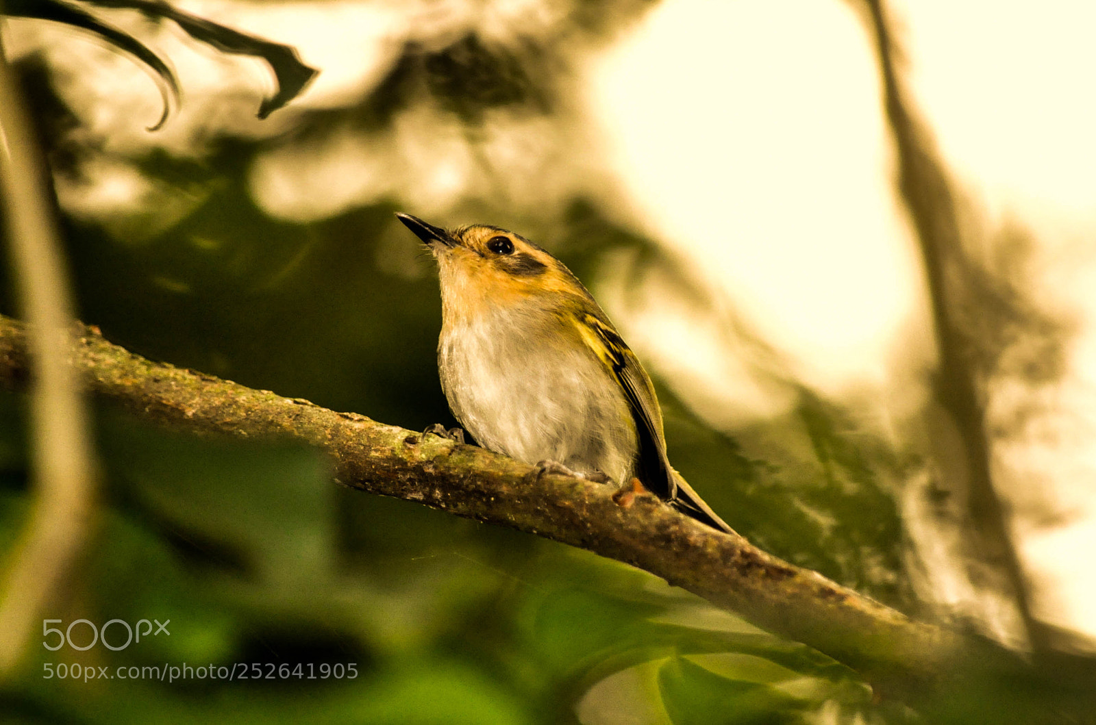 Nikon D5000 sample photo. Tororó (poecilotriccus plumbeiceps) photography
