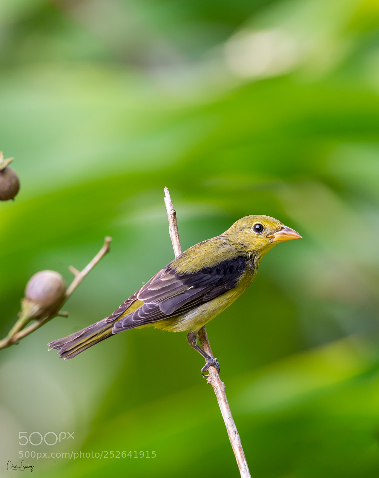 Nikon D4 sample photo. Scarlet tanager  t photography