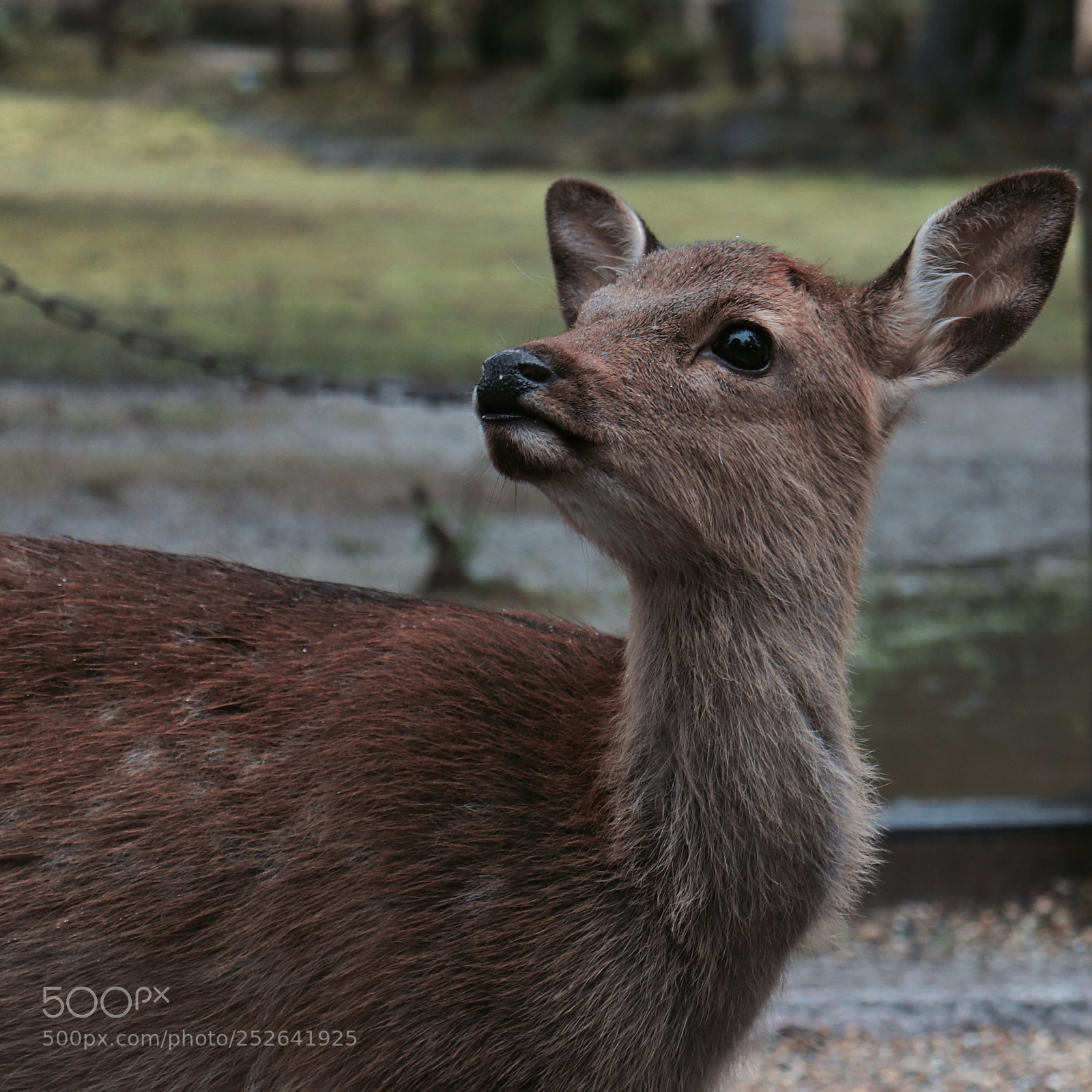 Canon EOS 800D (EOS Rebel T7i / EOS Kiss X9i) sample photo. Wise deer in the photography