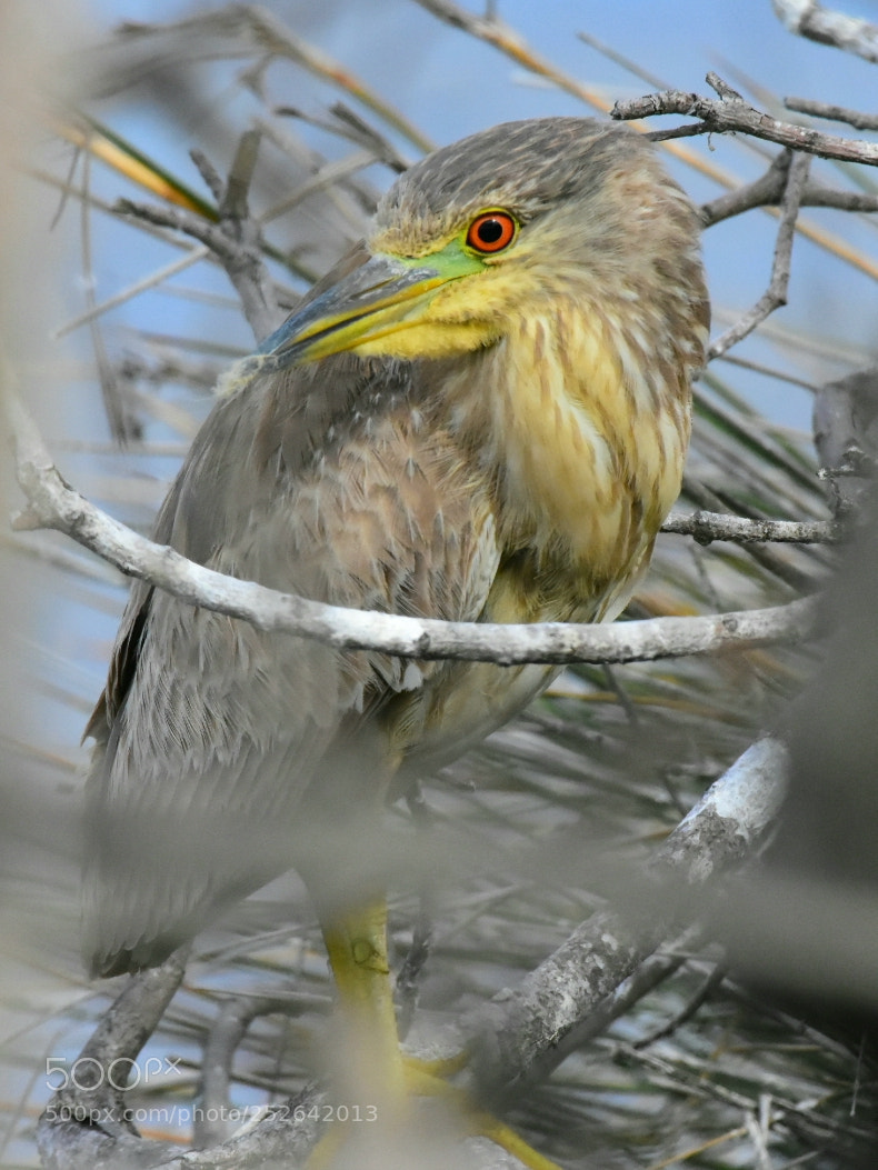 Nikon D7200 sample photo. Heron 32 - juvenile photography