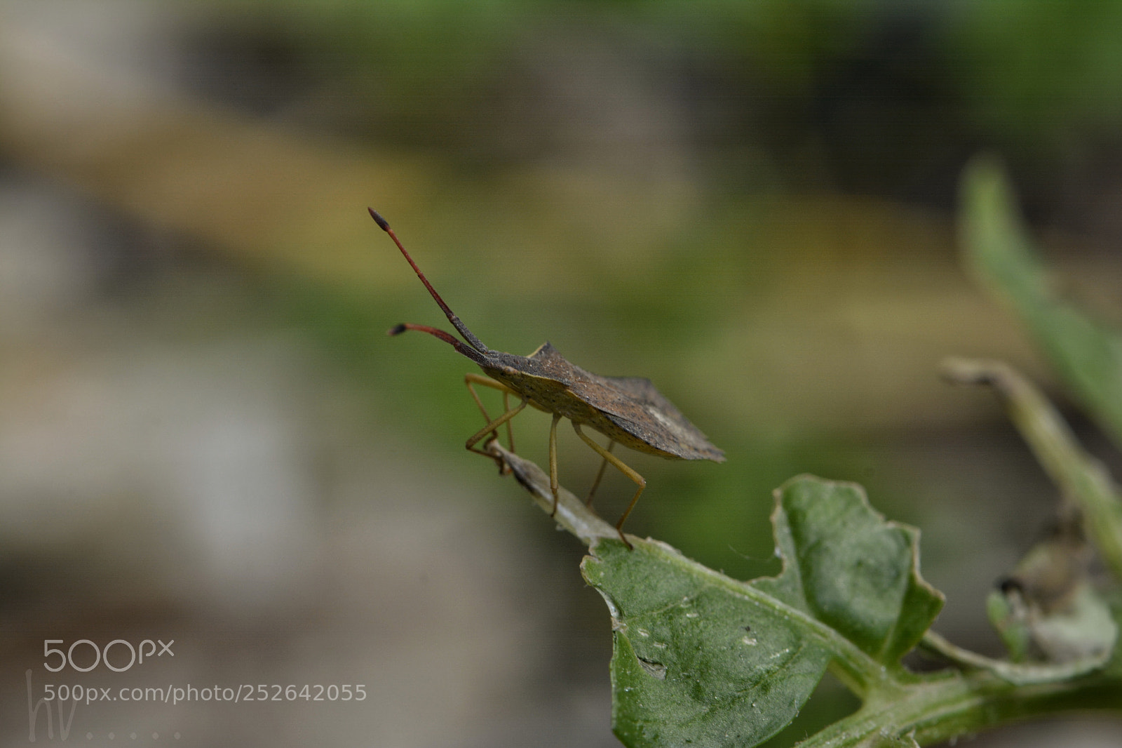 Nikon D7100 sample photo. Insect photography