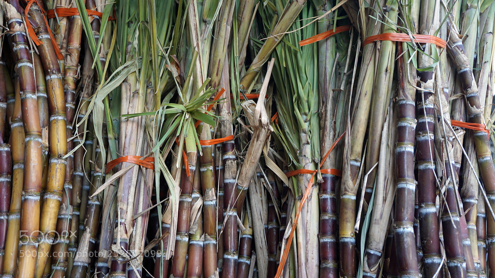 Sony a6000 sample photo. Fresh bamboo sticks photography