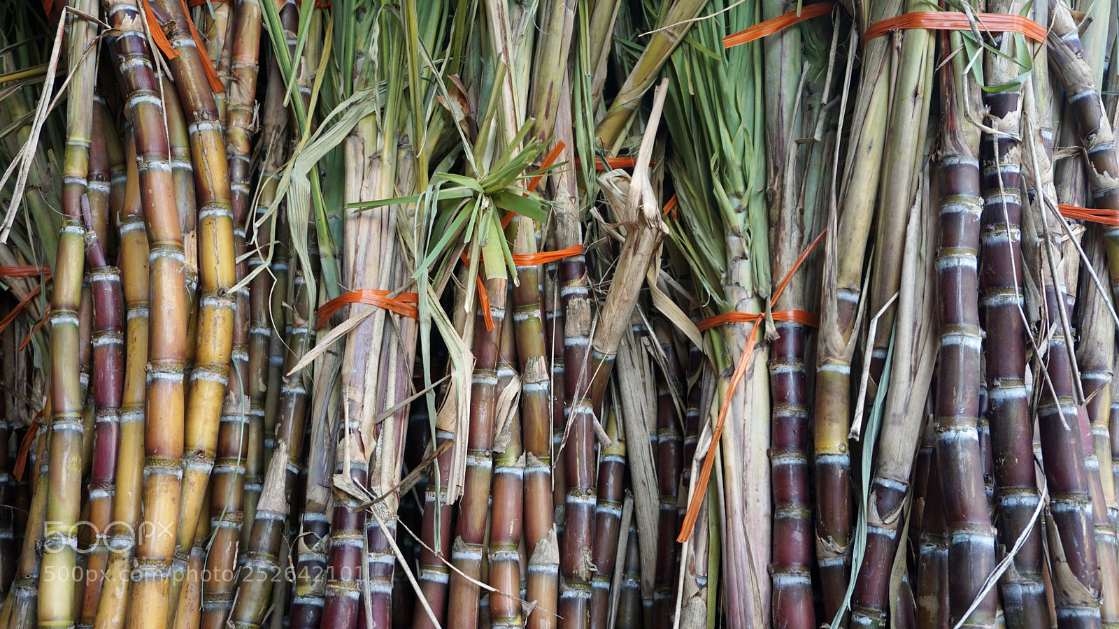 Sony a6000 sample photo. Fresh bamboo sticks photography