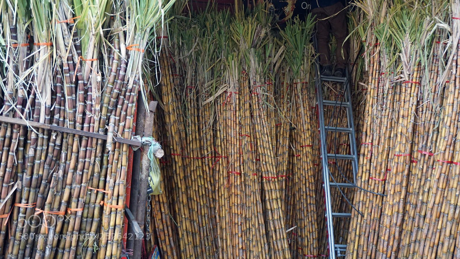 Sony a6000 sample photo. Fresh bamboo sticks photography