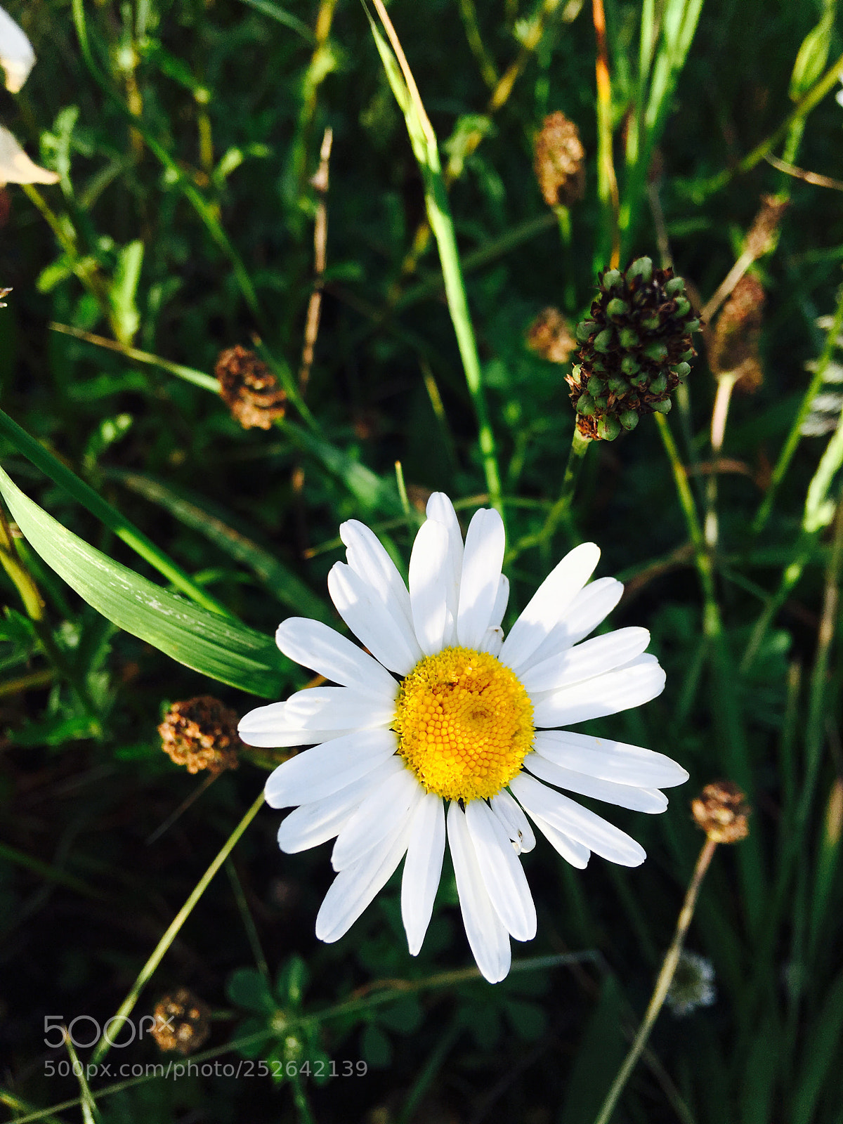 Apple iPhone 6s Plus sample photo. Untitled photography