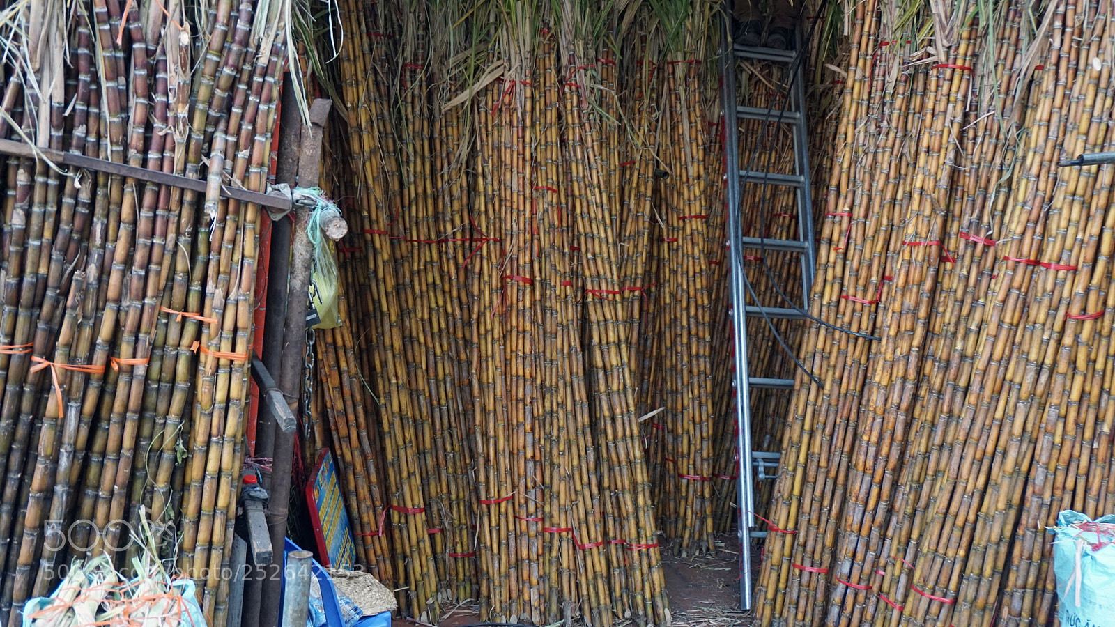 Sony a6000 sample photo. Fresh bamboo sticks photography