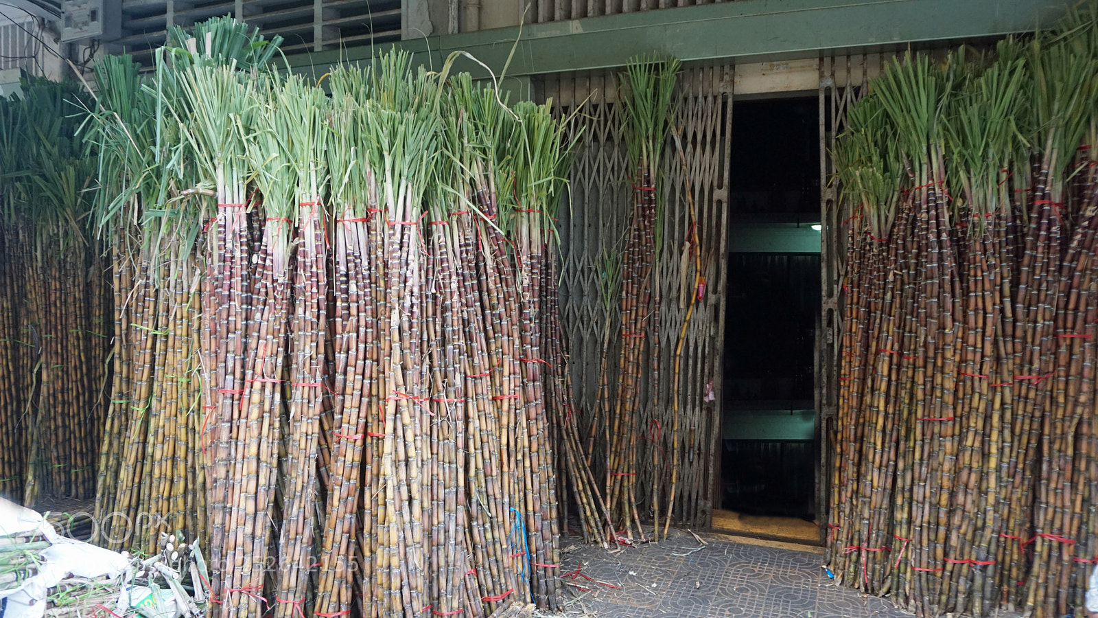 Sony a6000 sample photo. Fresh bamboo sticks photography