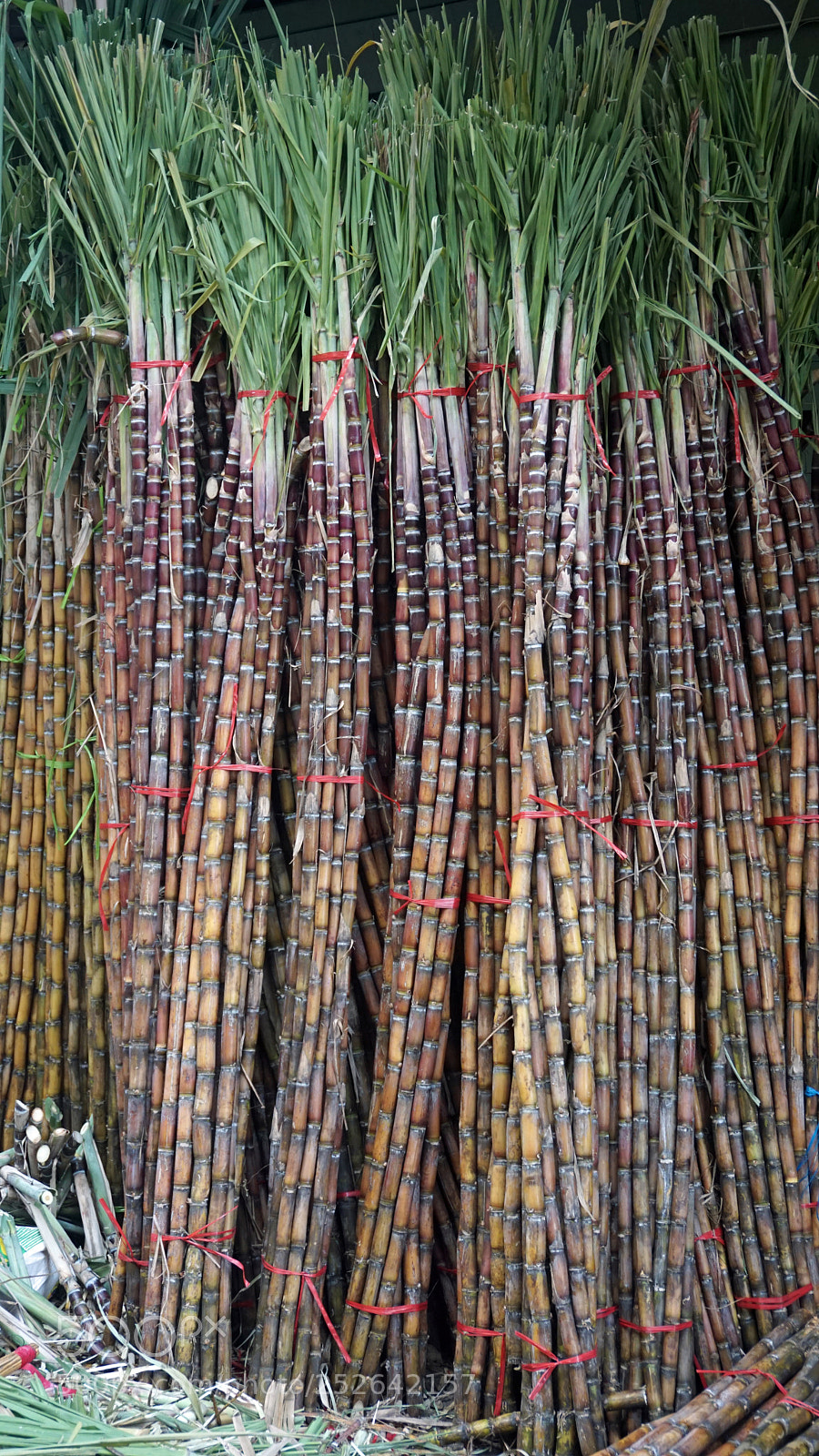Sony a6000 sample photo. Fresh bamboo sticks photography