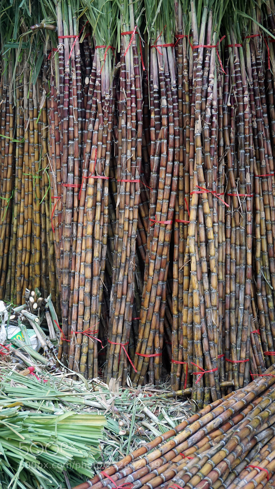 Sony a6000 sample photo. Fresh bamboo sticks photography