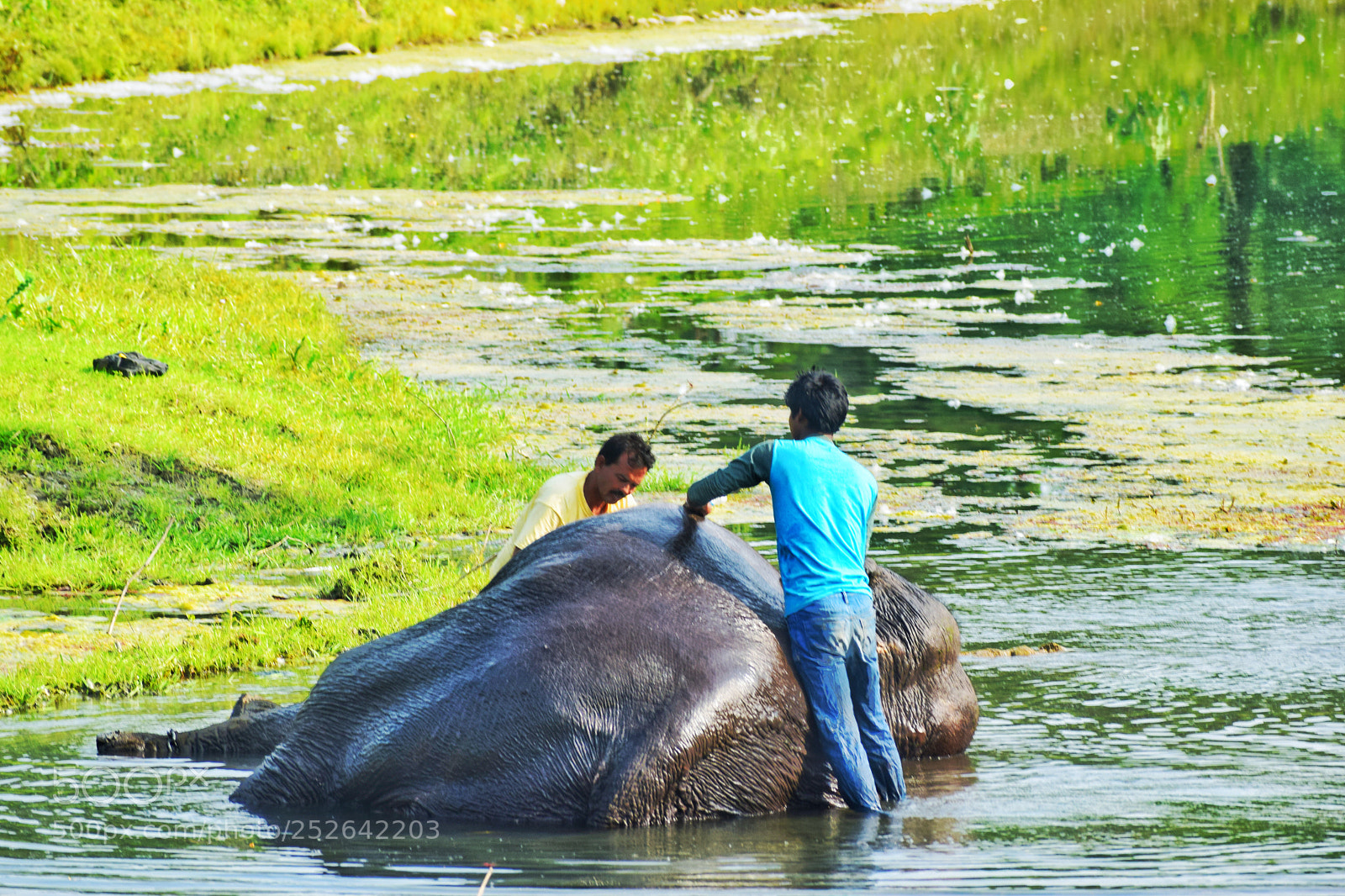Nikon D5300 sample photo. Elephant and human photography
