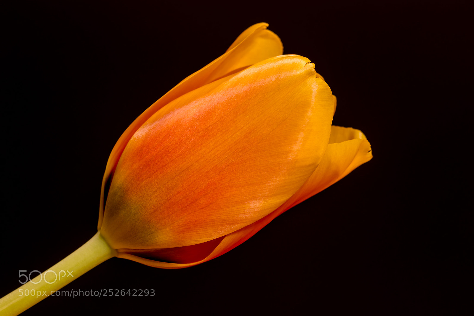 Canon EOS 80D sample photo. Angular light photography