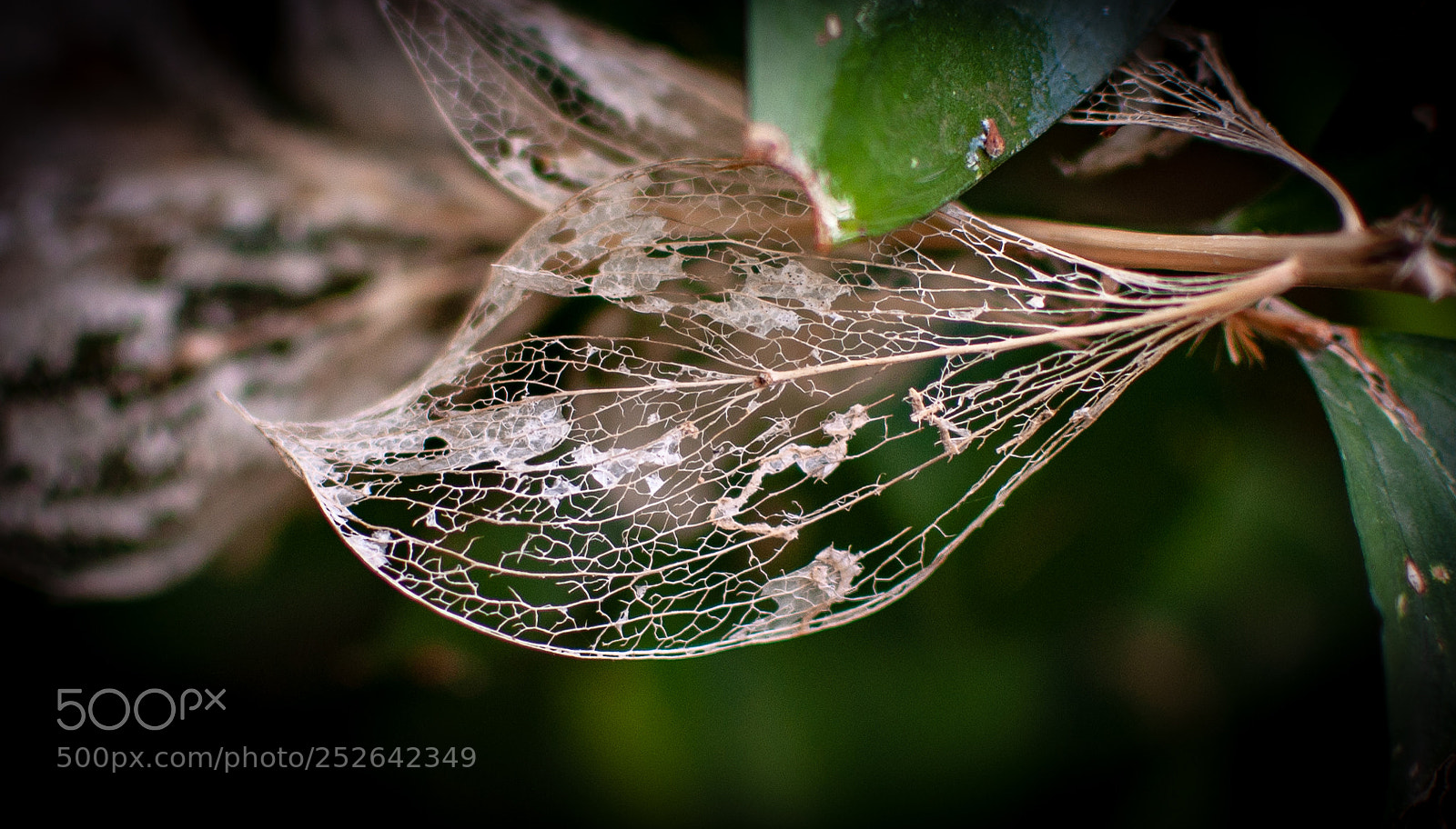 Nikon D5000 sample photo. Leaf veins photography