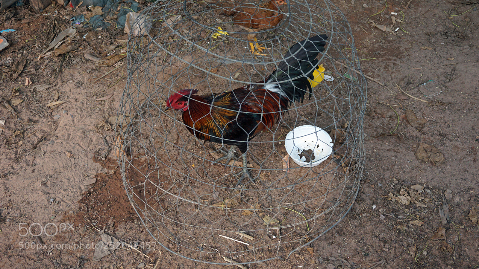 Sony a6000 sample photo. Chicken cage photography