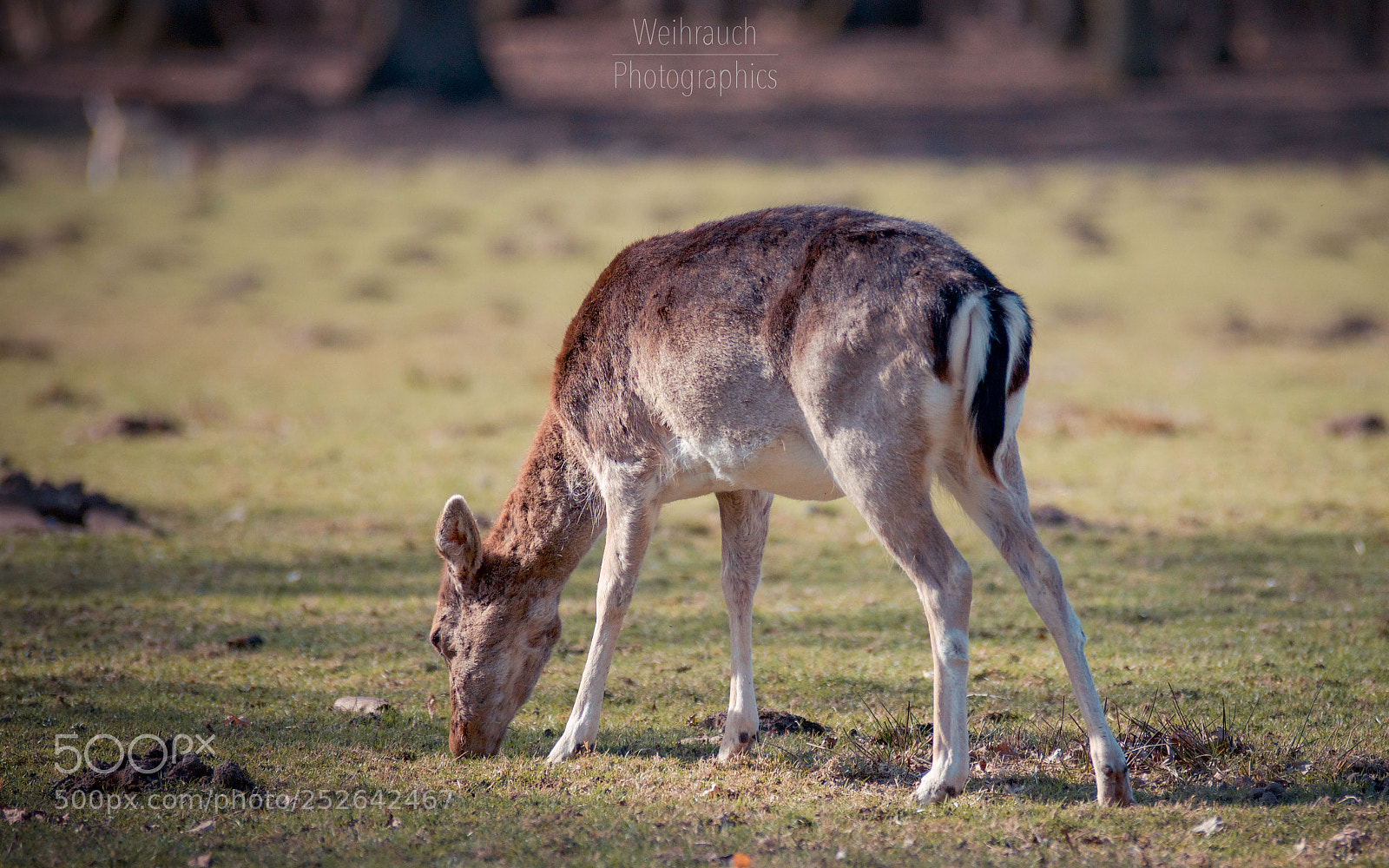 Canon EOS 77D (EOS 9000D / EOS 770D) sample photo. Grass-lover photography