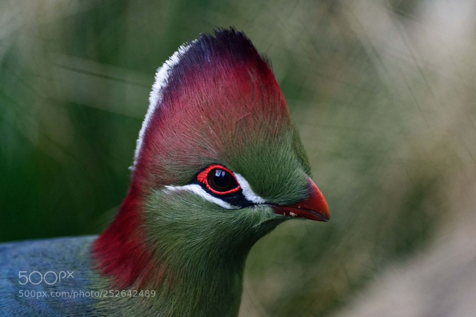 Nikon D3300 sample photo. Jolie oiseau photography