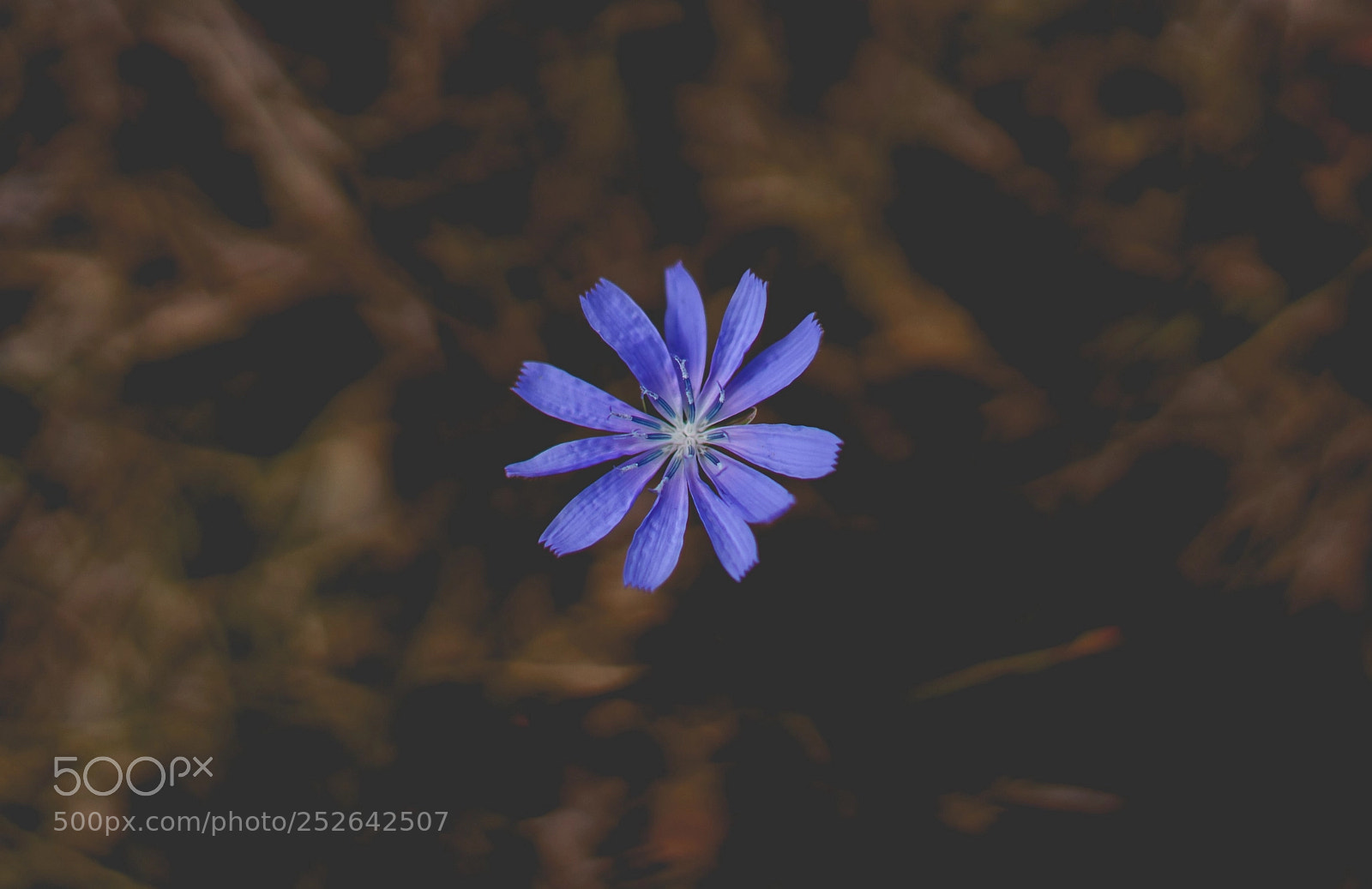 Sony a7 sample photo. Pequeña flor azul photography