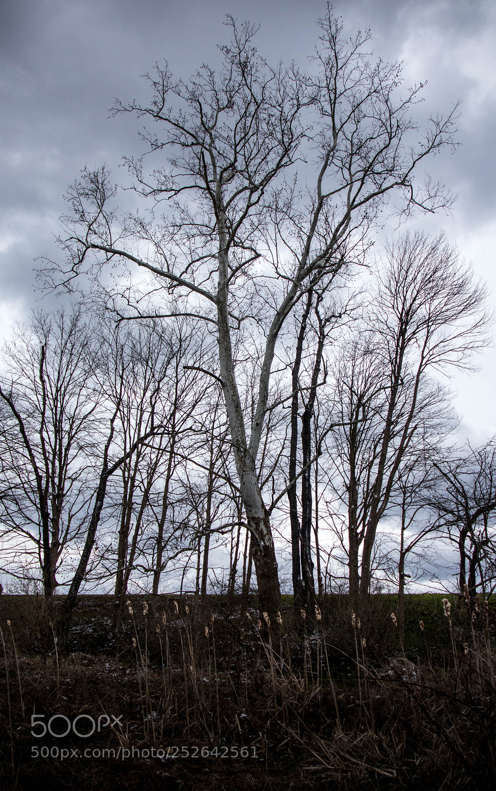 Canon EOS M6 sample photo. Tree and cloud photography