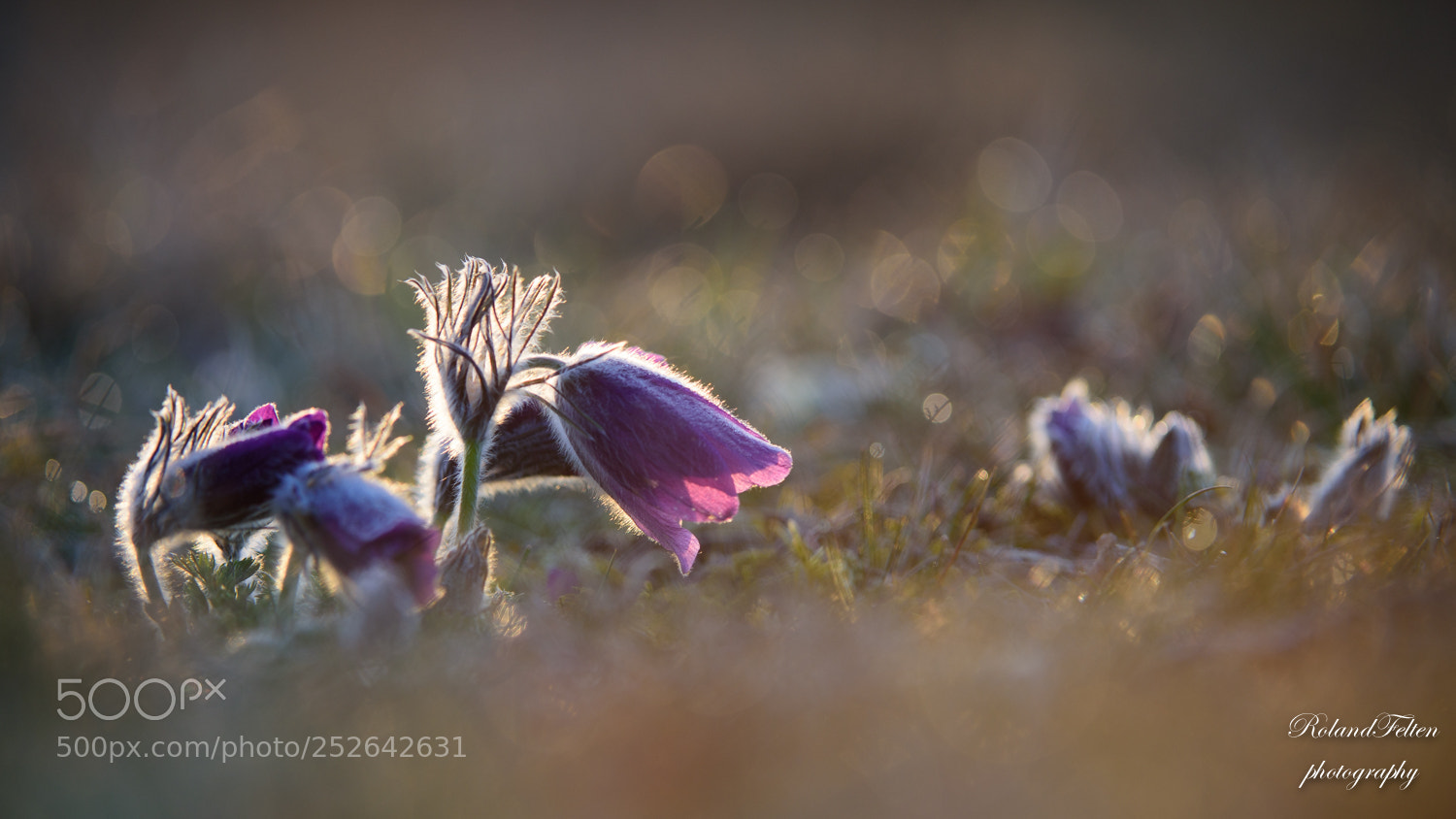 Nikon D810 sample photo. Spring flower photography