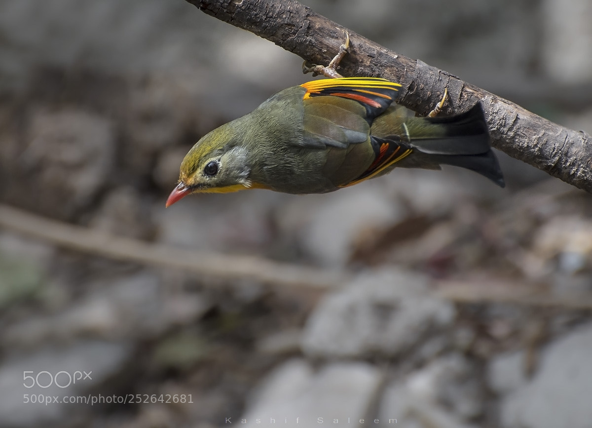 Nikon D7200 sample photo. Red-billed leiothrix ~ leiothrix lutea photography